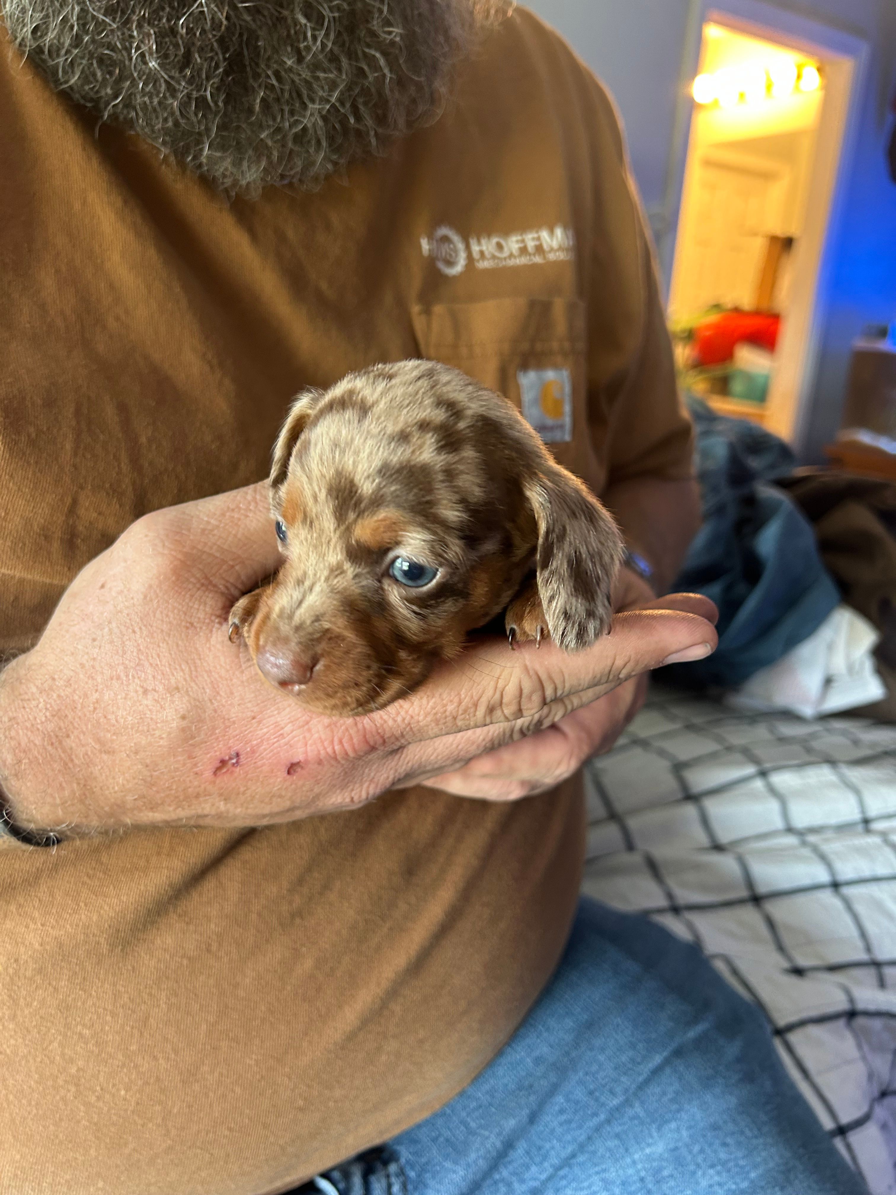 Rolo  – Miniature Dachshund puppy for sale in Bear Creek, NC
