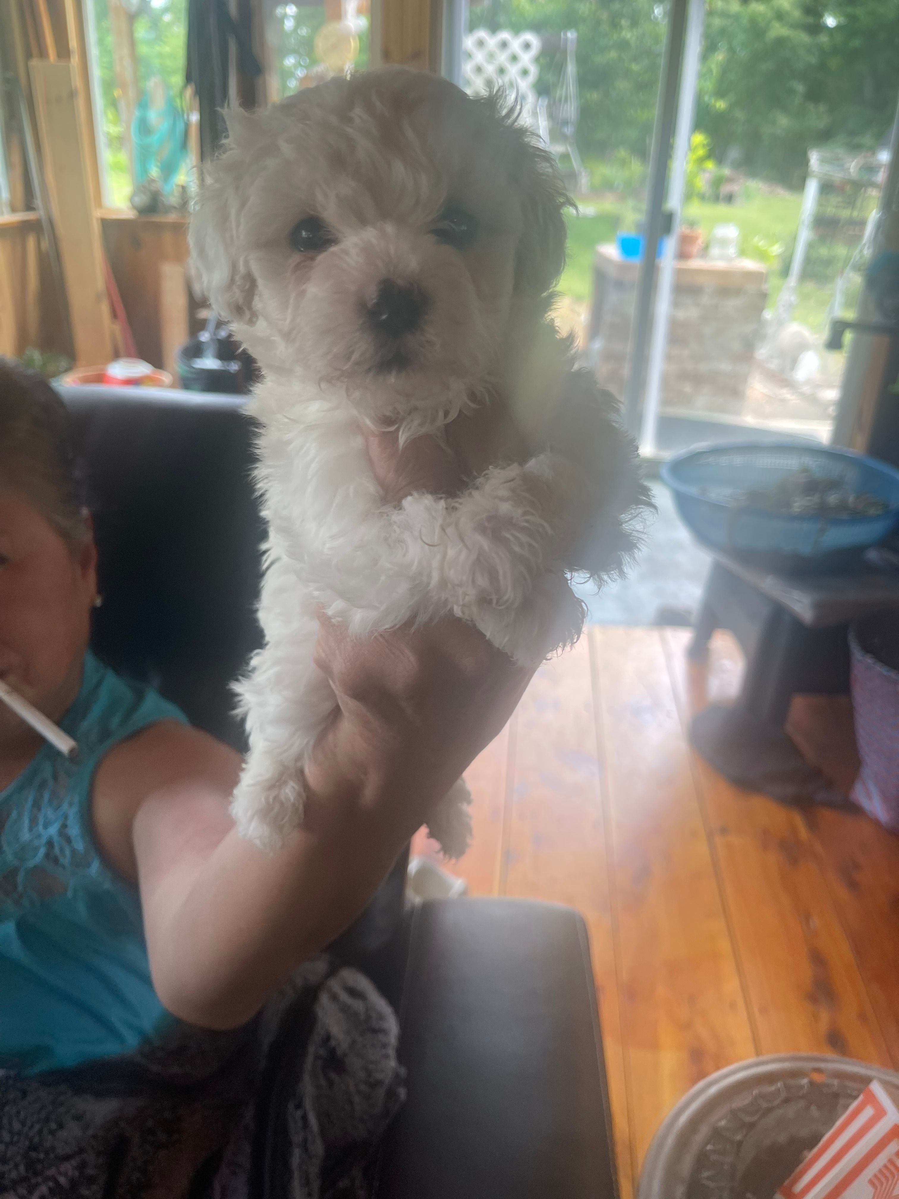 Puppy 4 – Shihpoo puppy for sale in Clarksville, TN