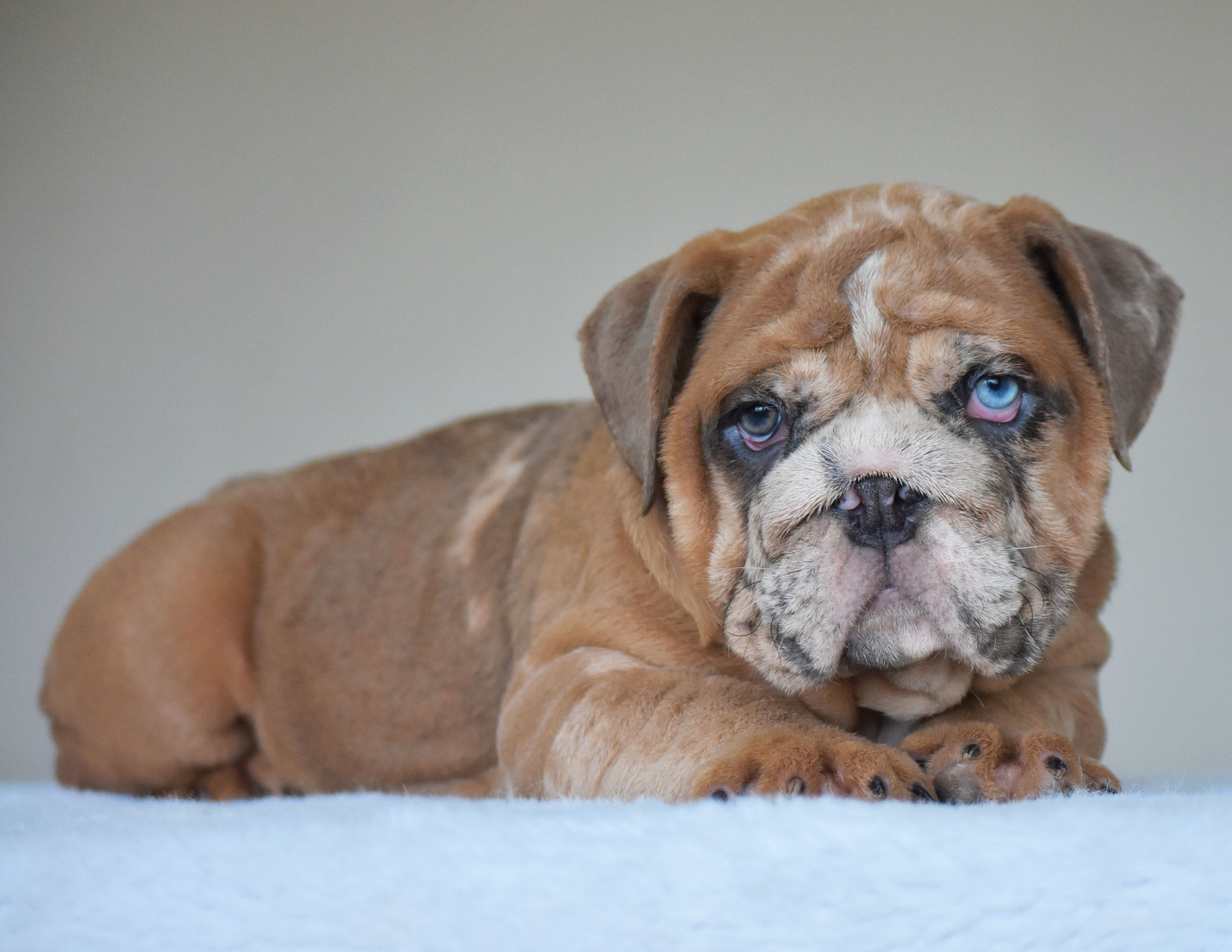 Louis – English Bulldog puppy for sale in Dallas, TX