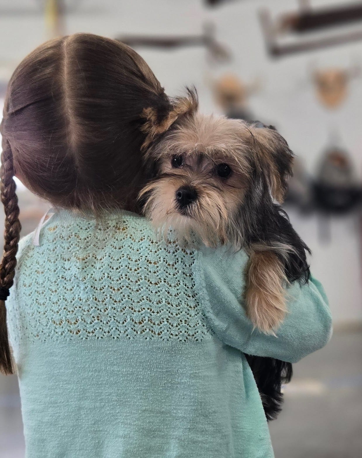 Ricky  – Morkie puppy for sale in Memphis, MO