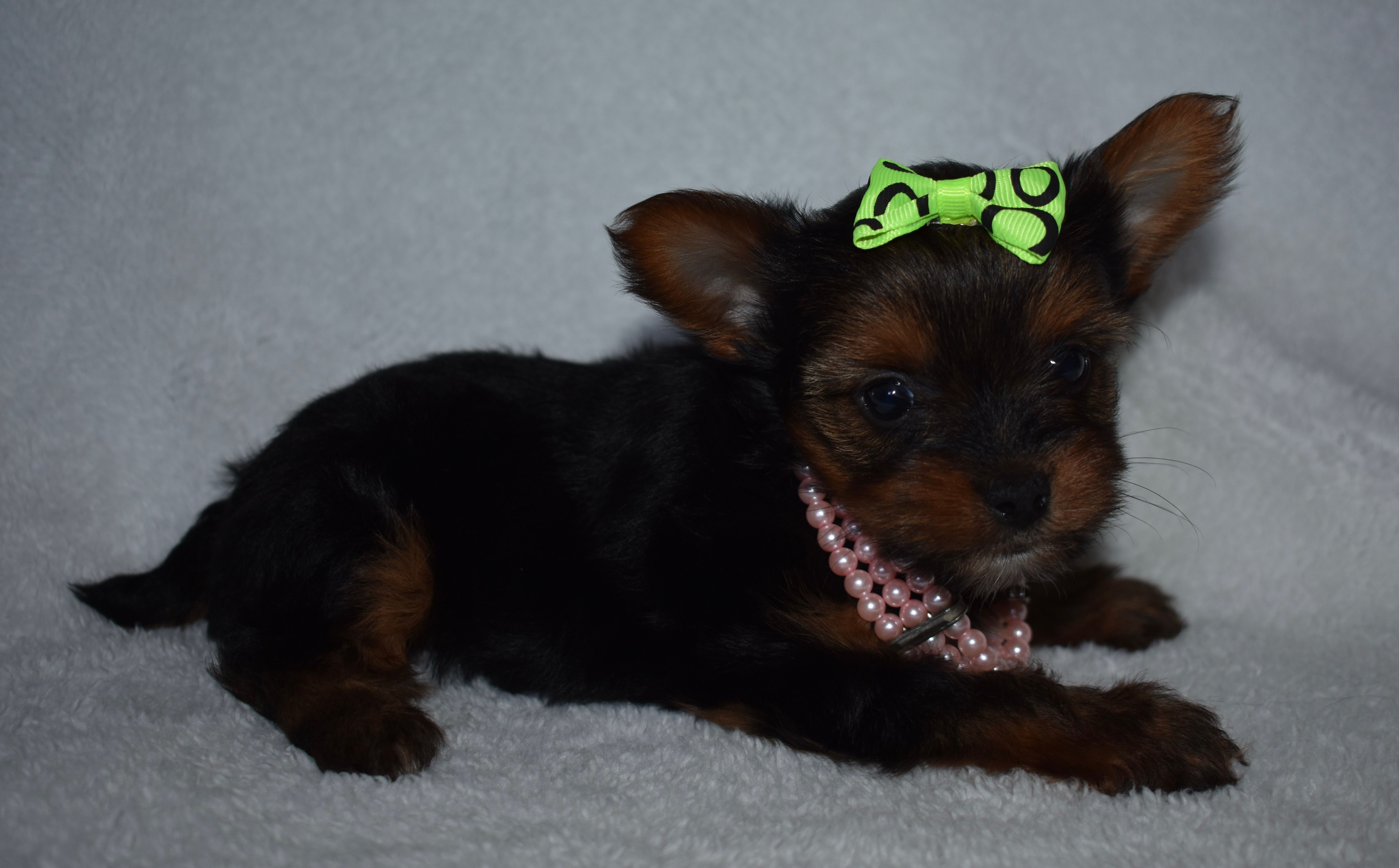 Nikki – Yorkshire Terrier puppy for sale in Fairfax, MO