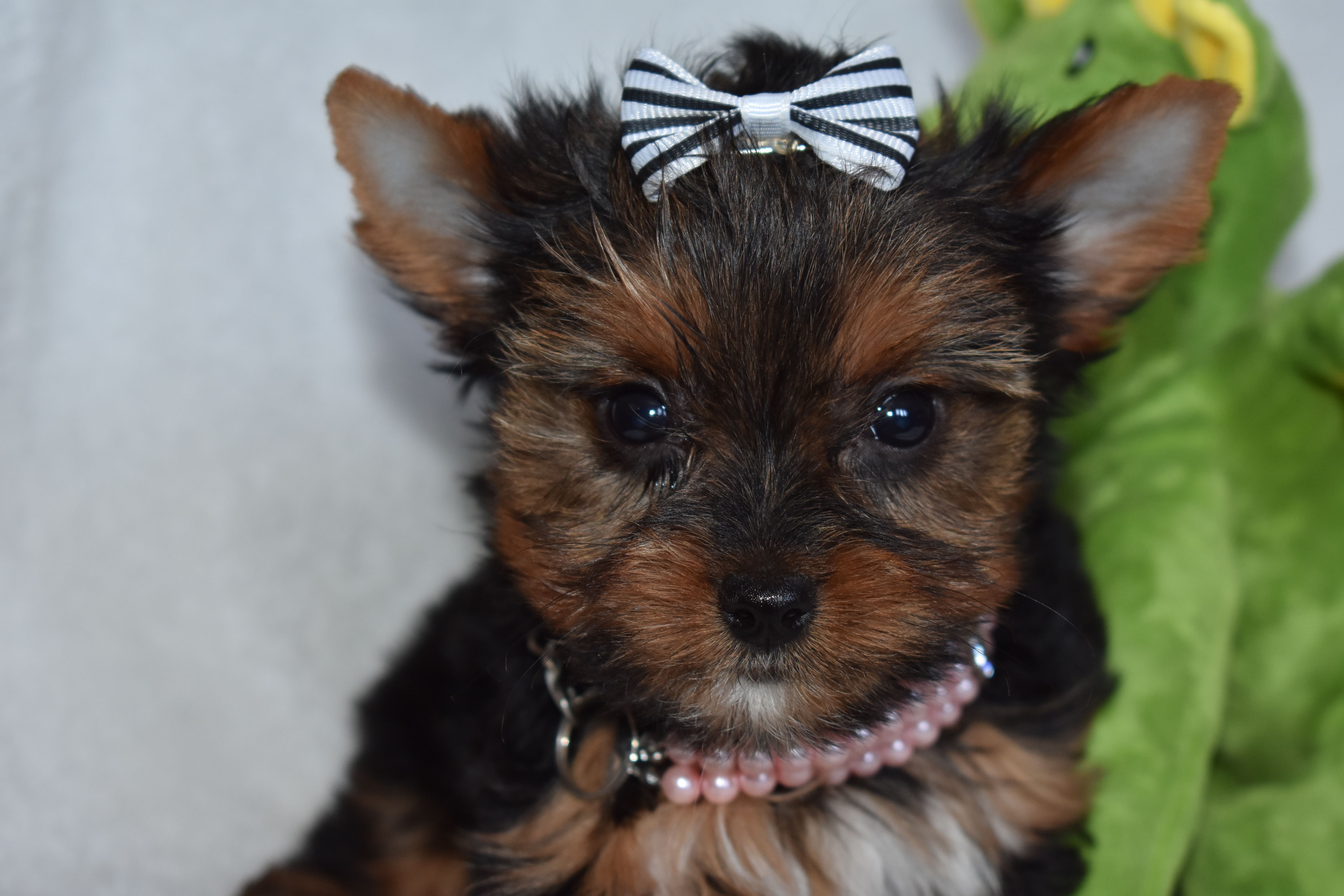 Ella – Yorkshire Terrier puppy for sale in Fairfax, MO