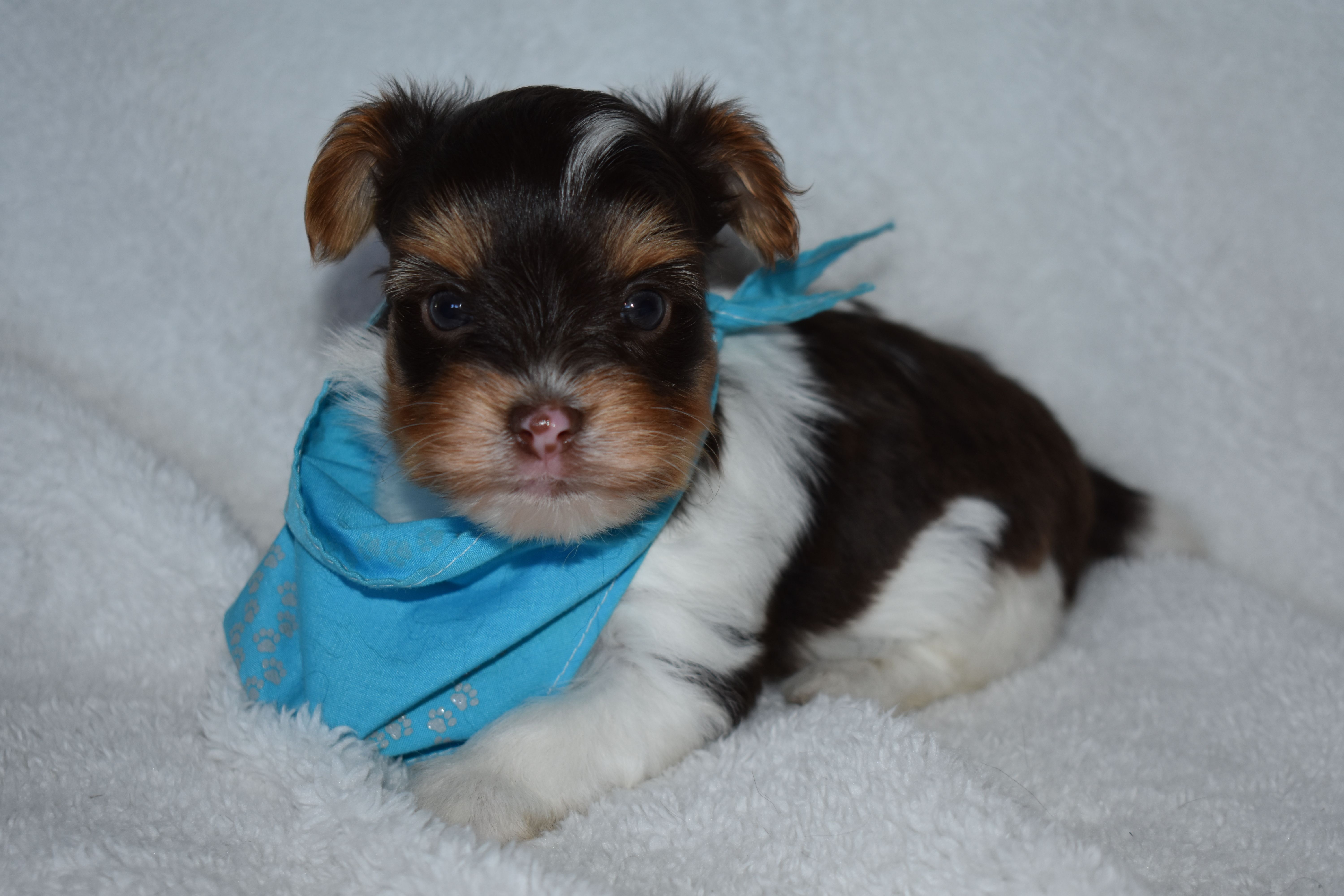 Parti Boy – Yorkshire Terrier puppy for sale in Fairfax, MO