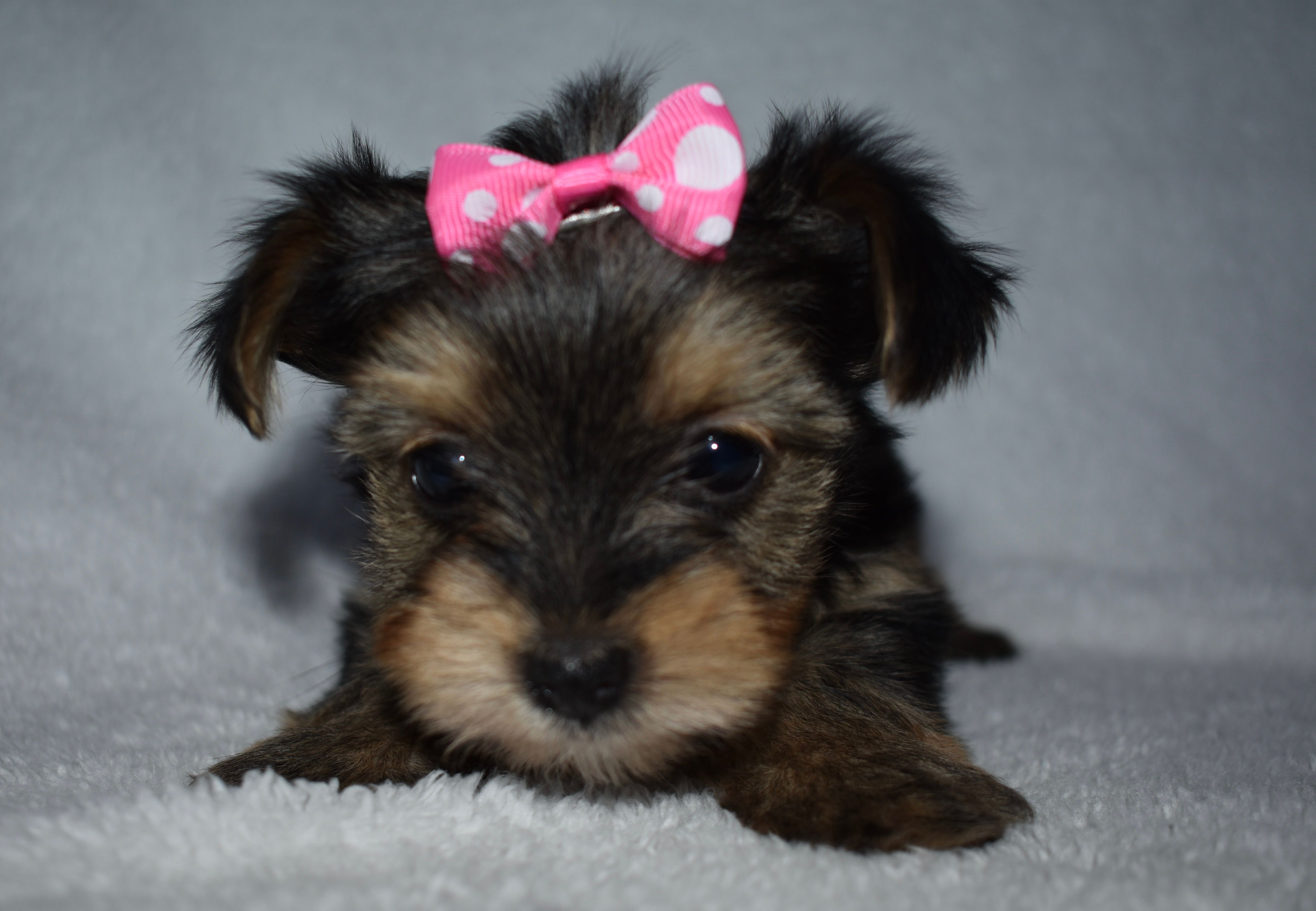 Ellsa – Yorkshire Terrier puppy for sale in Fairfax, MO