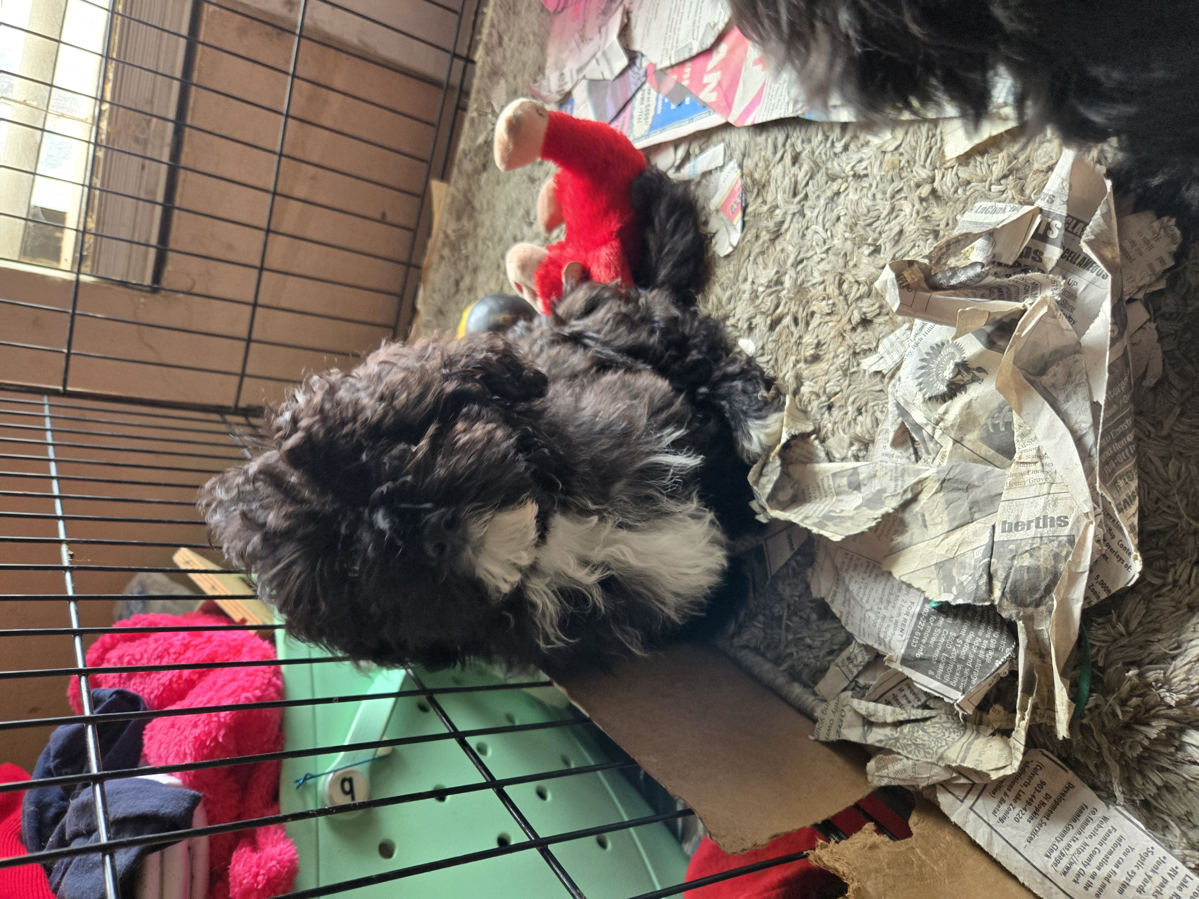 Lolas boy  – Havanese puppy for sale in Ravenna, TX