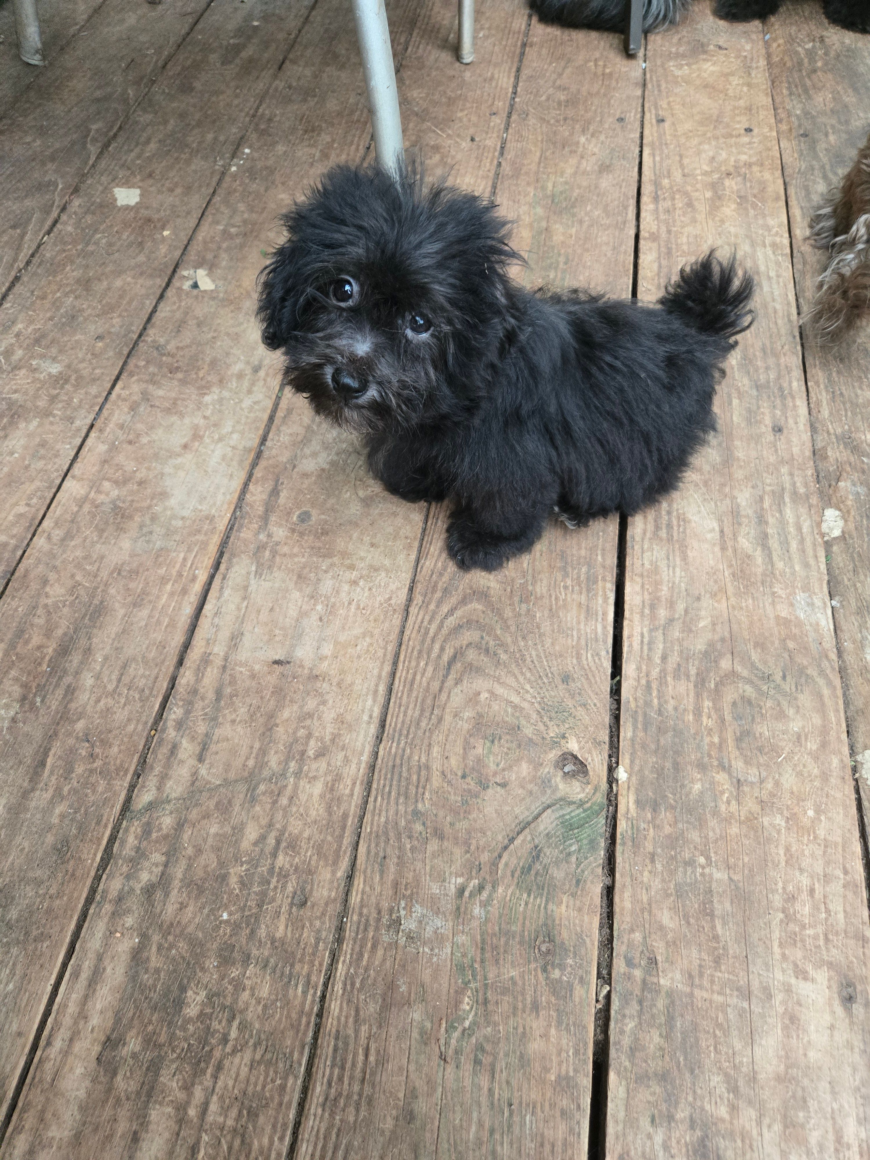 Debbie boy – Havanese puppy for sale in Ravenna, TX