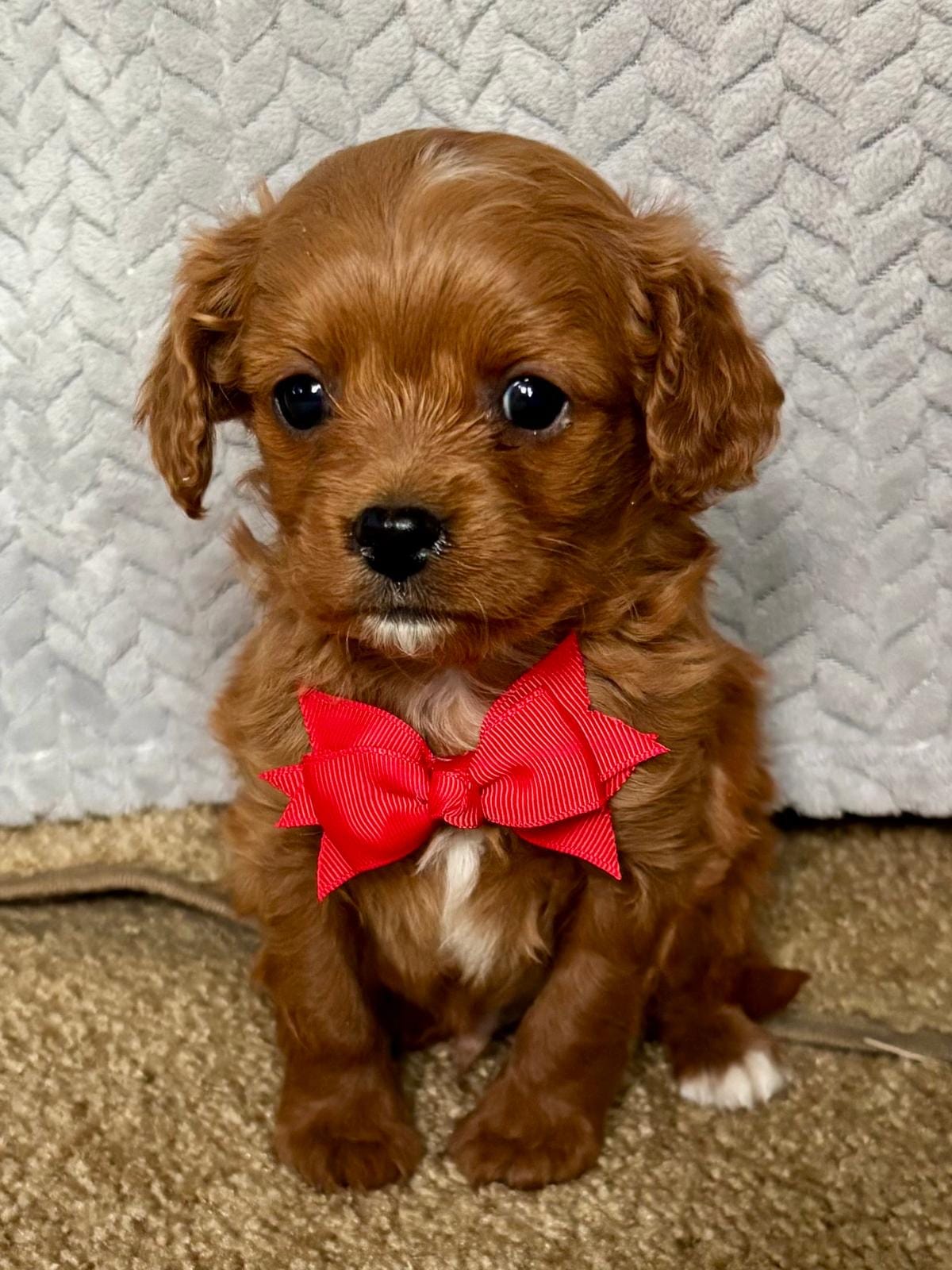 Xandor – Cavapoo puppy for sale in Sheridan, MT