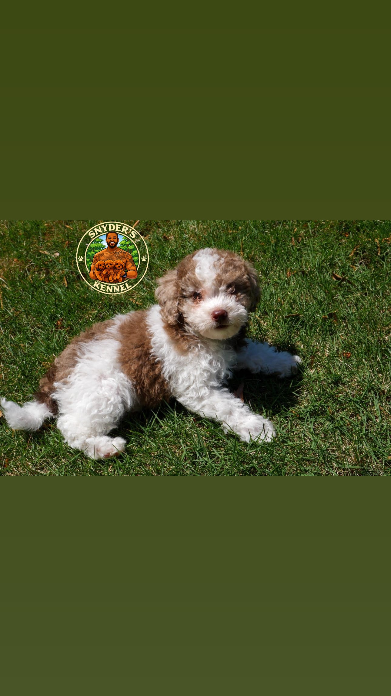 Smore – Poodle - Toy  puppy for sale in Acworth, GA