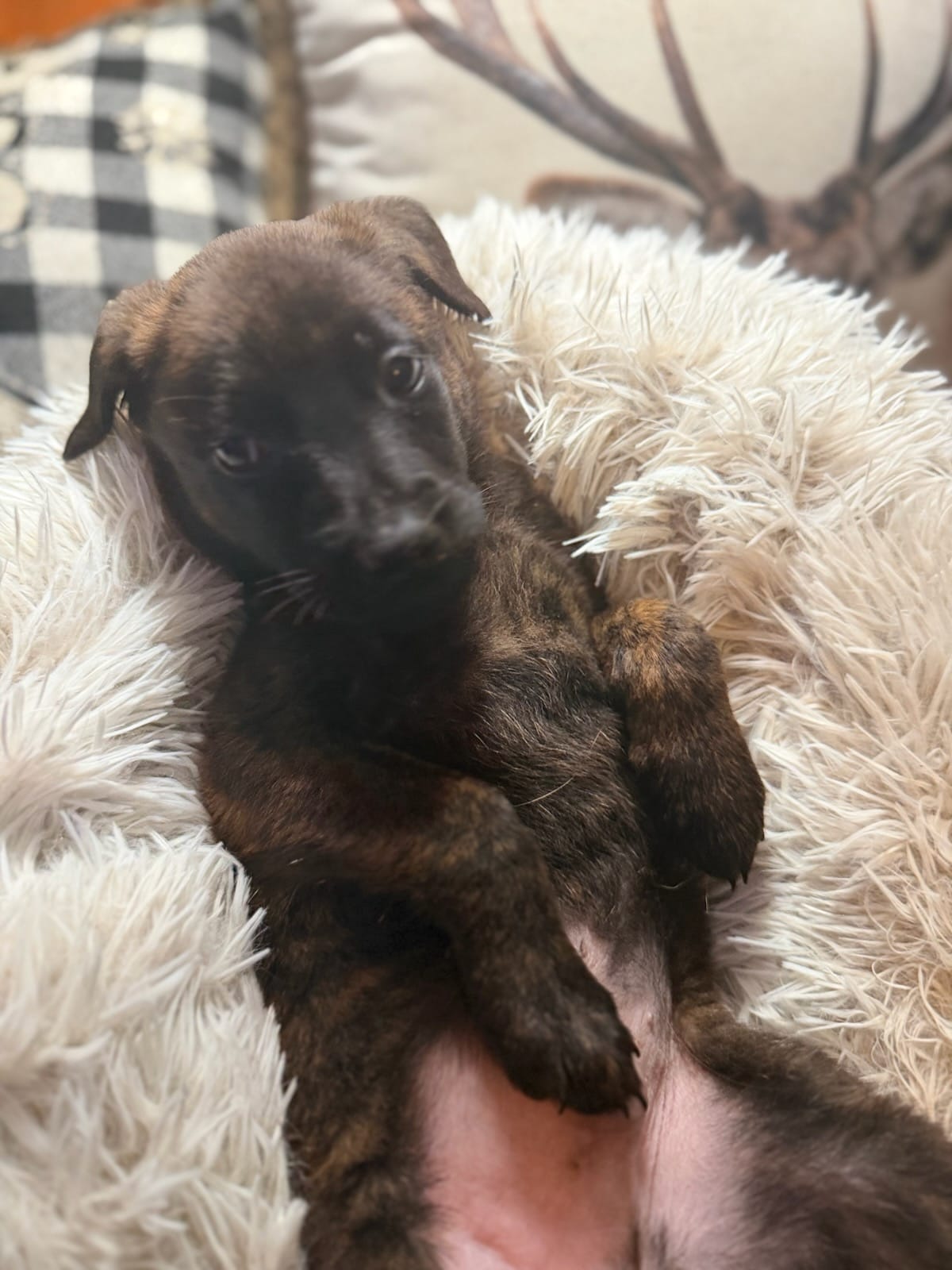 Fleetwood  – Belgian Malinois, Dutch Shepherd puppy for sale in Red Lion, PA