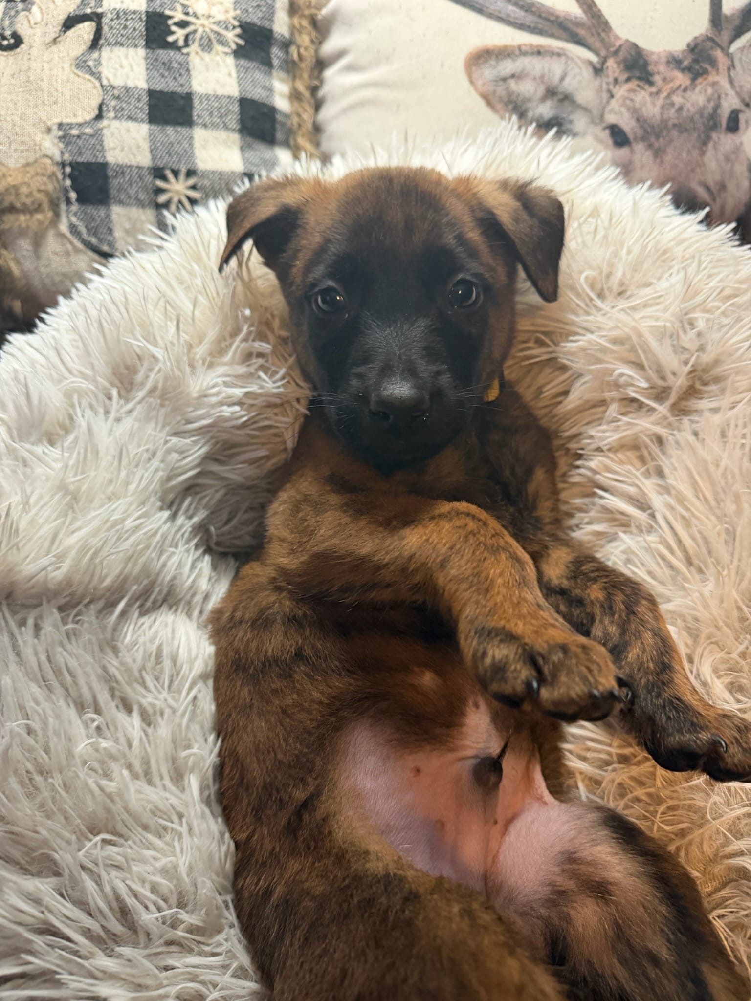 Beatle – Belgian Malinois, Dutch Shepherd puppy for sale in Red Lion, PA