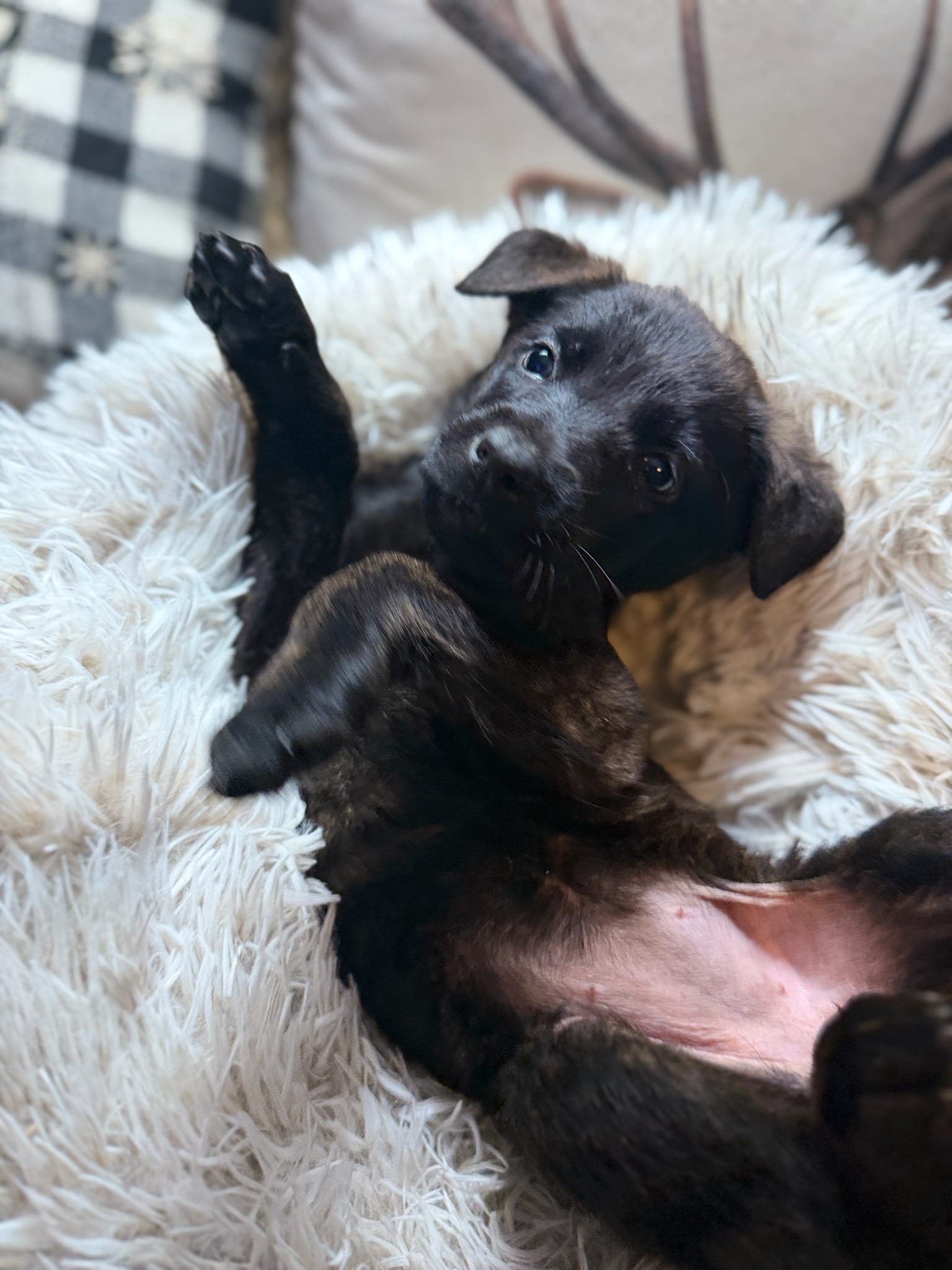 Pantera – Belgian Malinois, Dutch Shepherd puppy for sale in Red Lion, PA