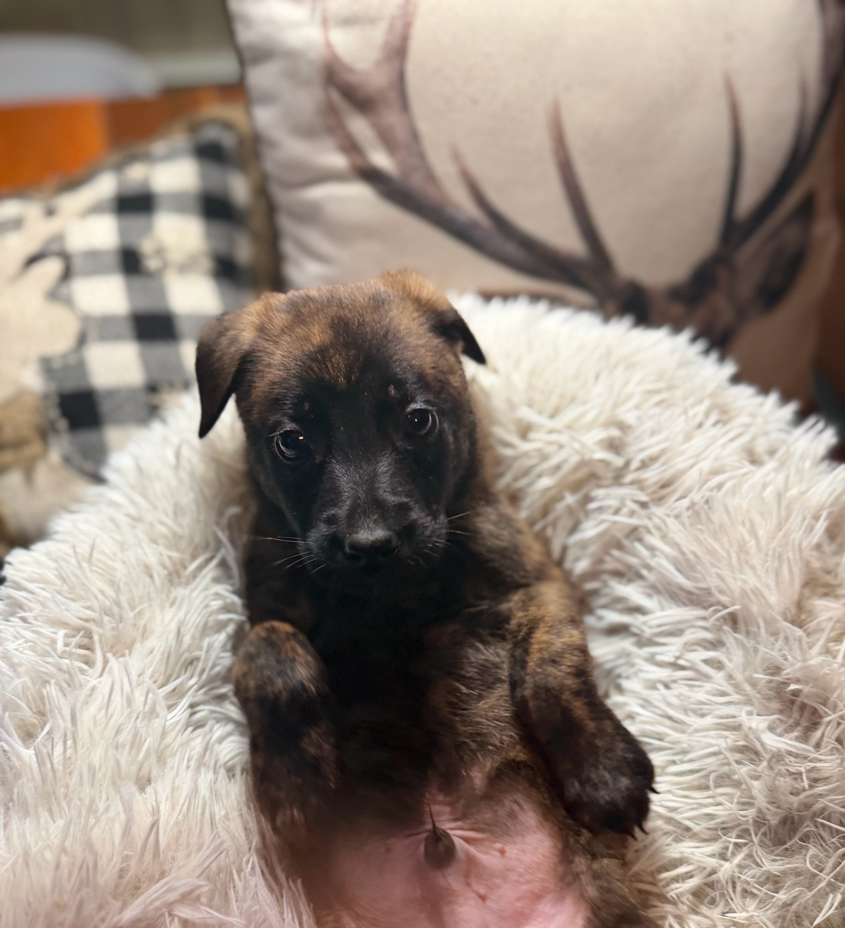 Floyd – Belgian Malinois, Dutch Shepherd puppy for sale in Red Lion, PA