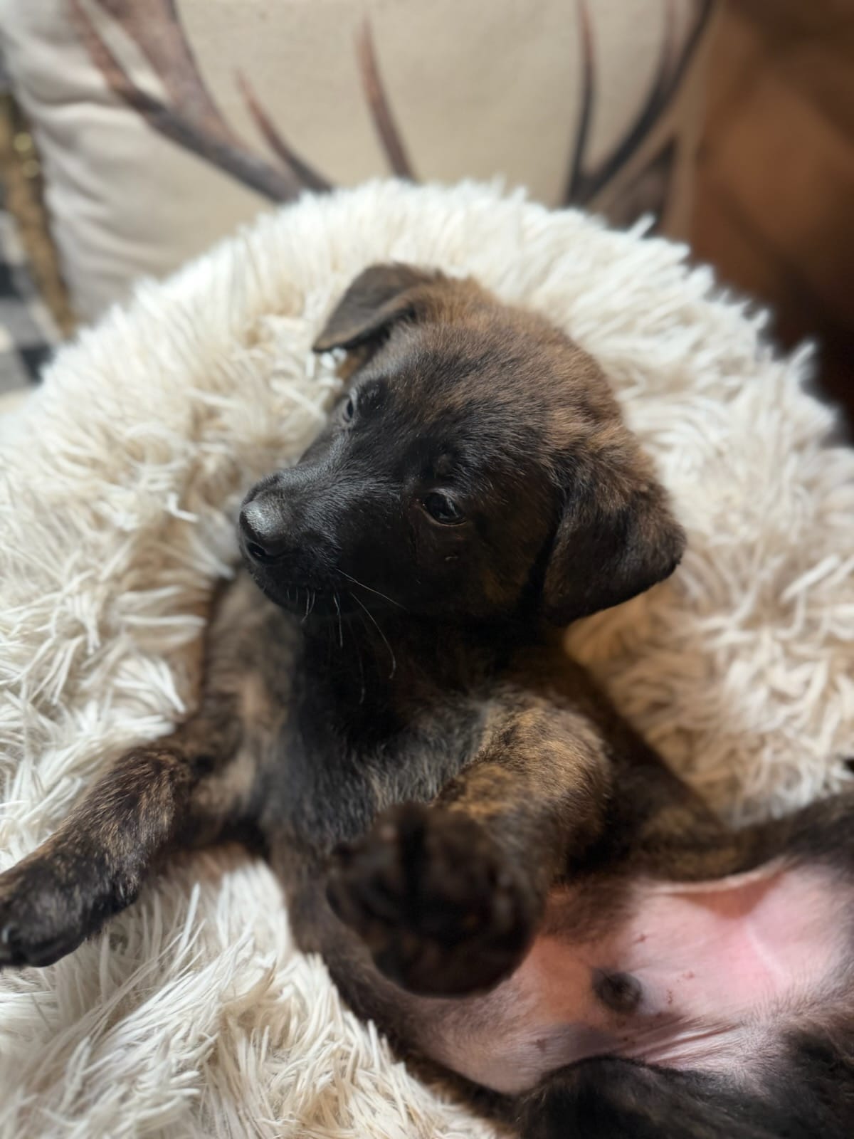 Zepplin – Belgian Malinois, Dutch Shepherd puppy for sale in Red Lion, PA