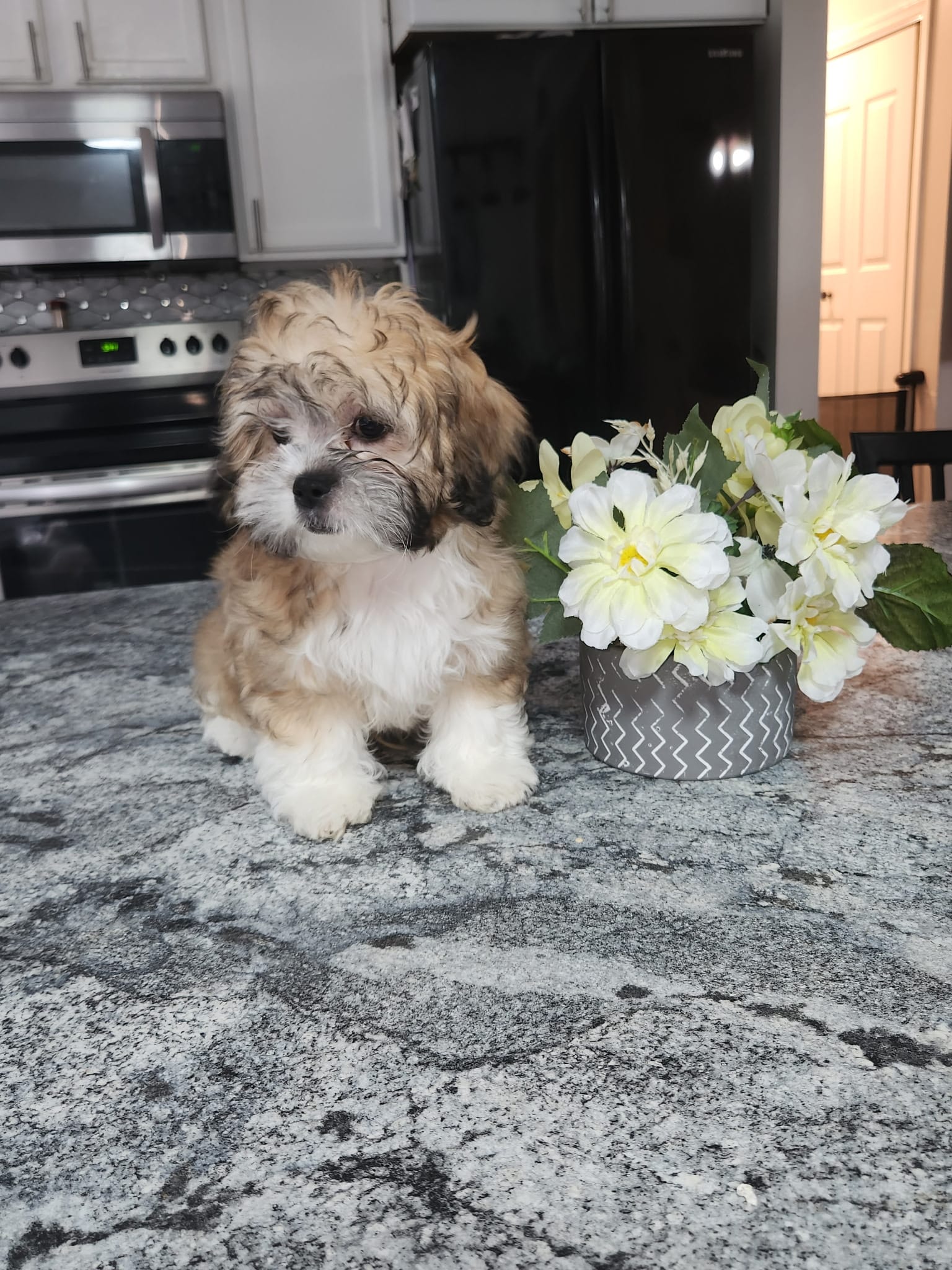 Cody – Shihpoo puppy for sale in Rockaway, NJ