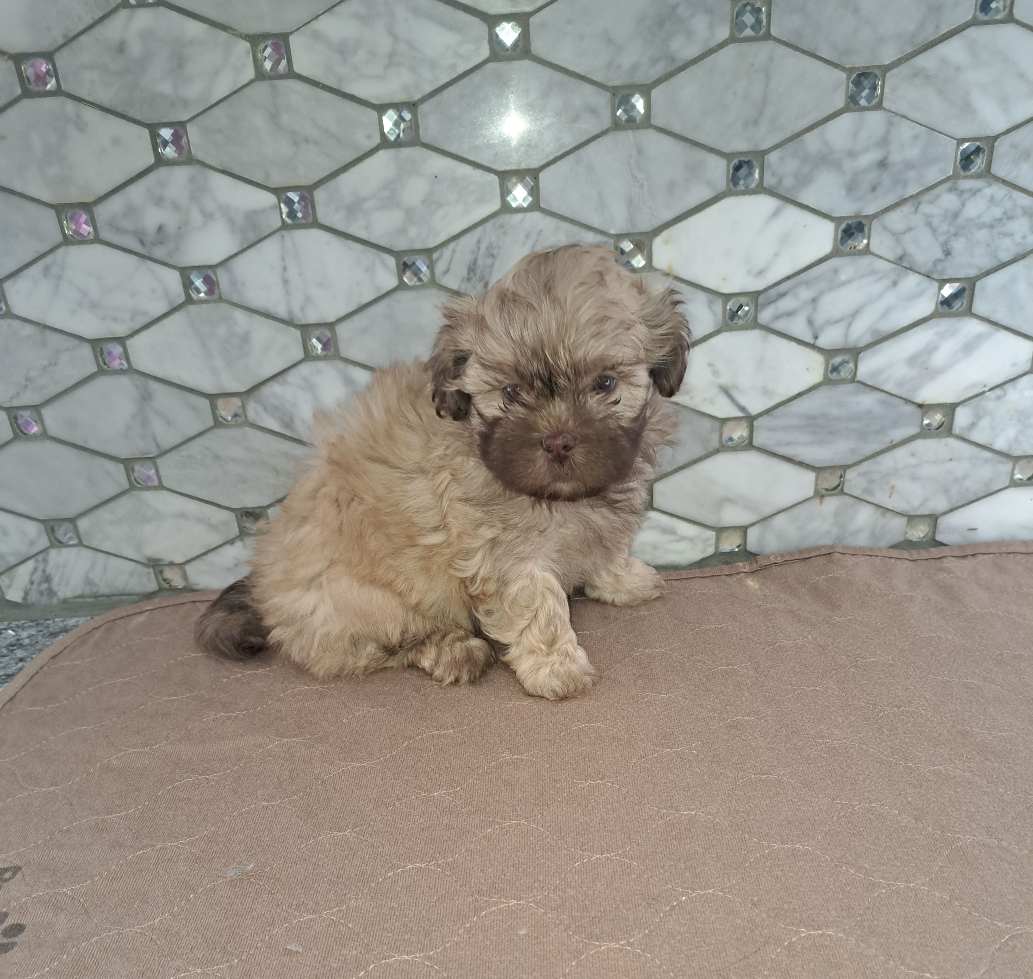 Teddy Bear – Shih Tzu puppy for sale in Rockaway, NJ