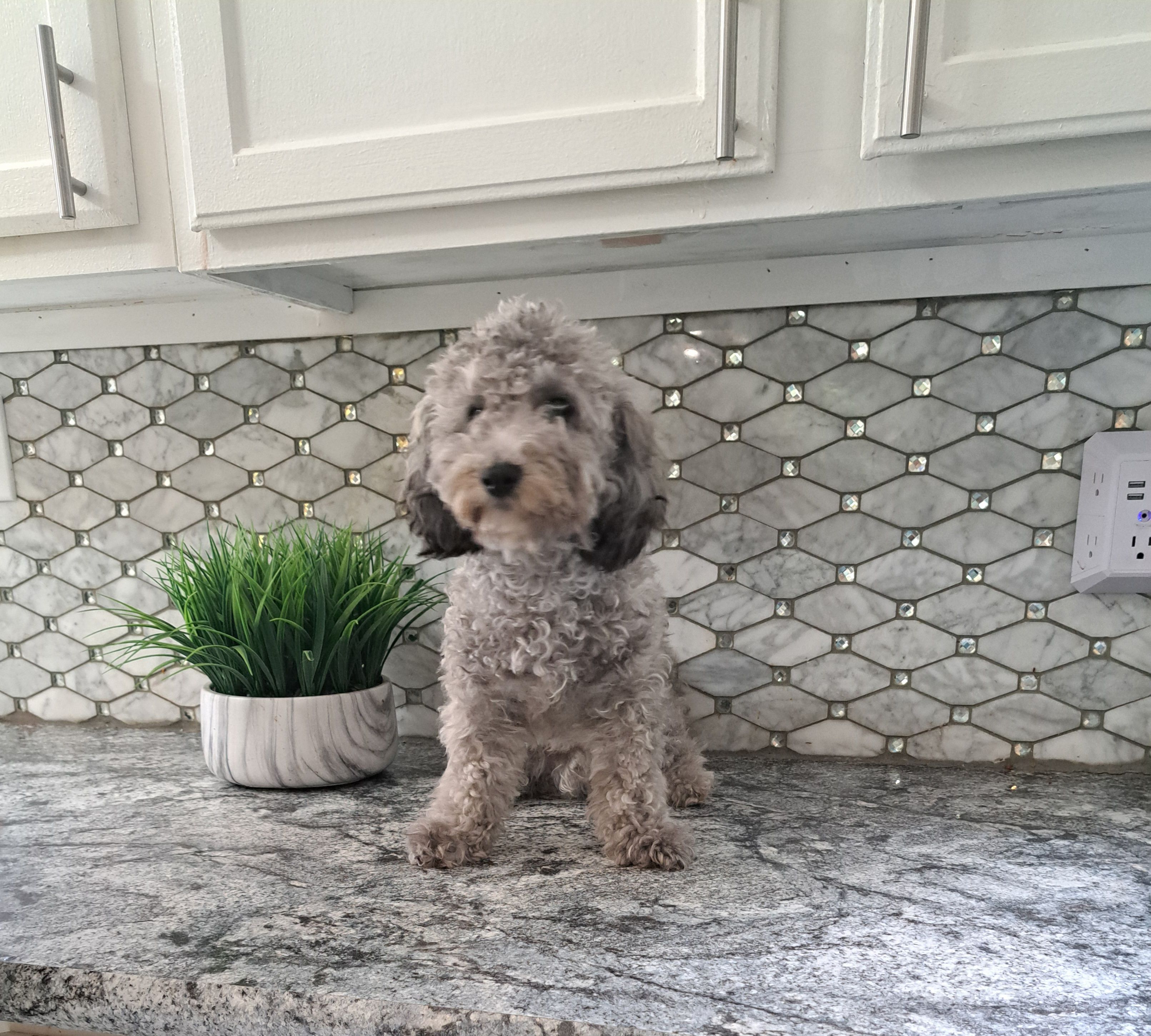 Buddy – Maltipoo puppy for sale in Rockaway, NJ
