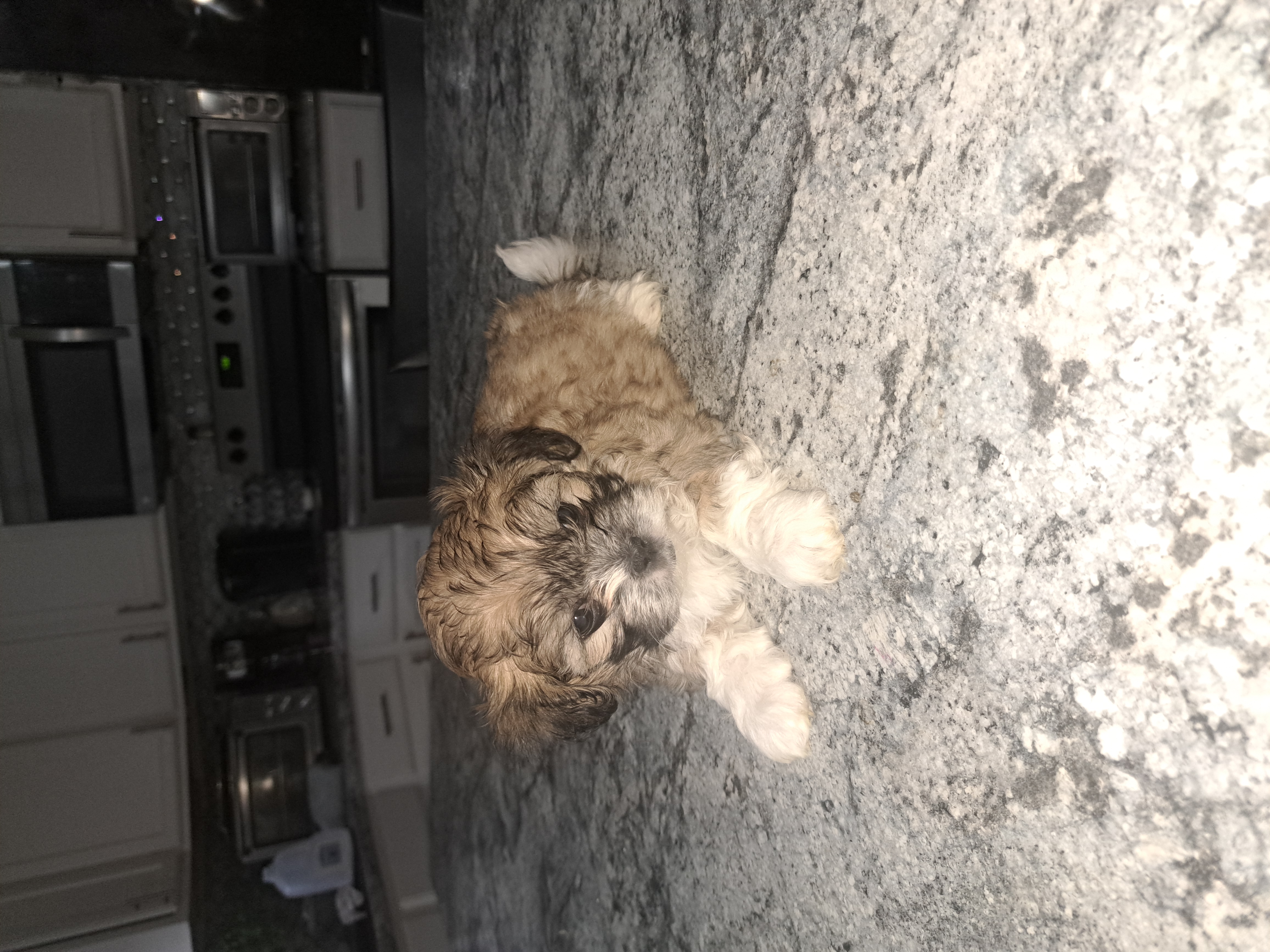 Cody – Shihpoo puppy for sale in Rockaway, NJ