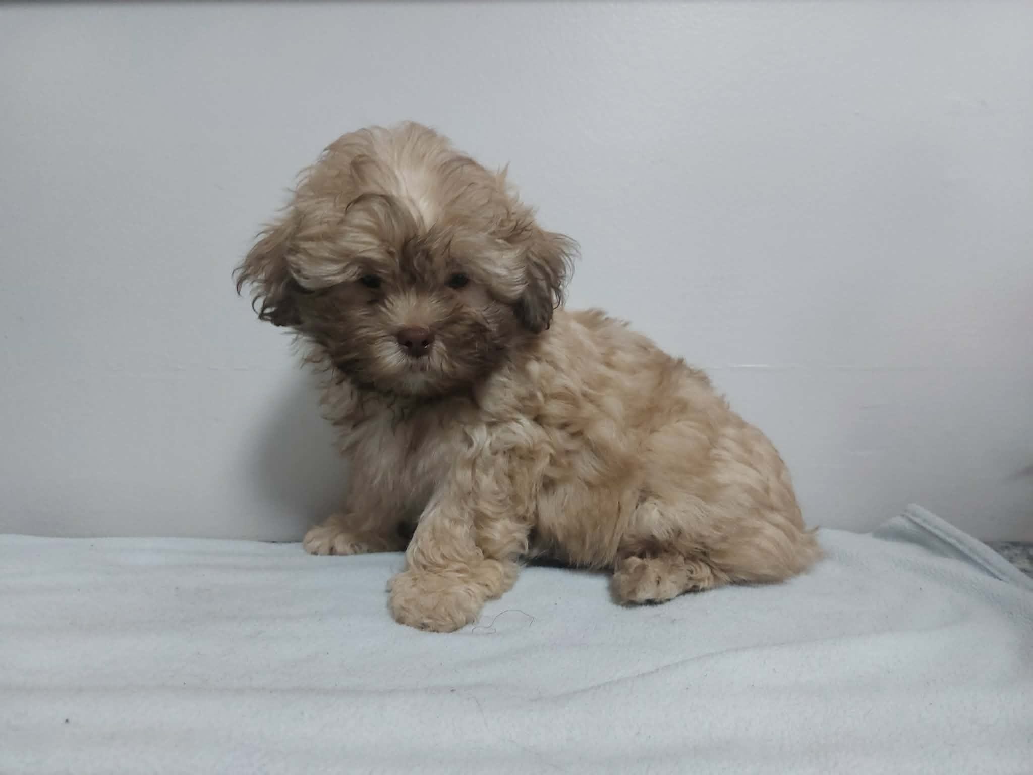 Teddy Bear, a male Shihpoo for sale in Rockaway, NJ – Photo 2 of 3