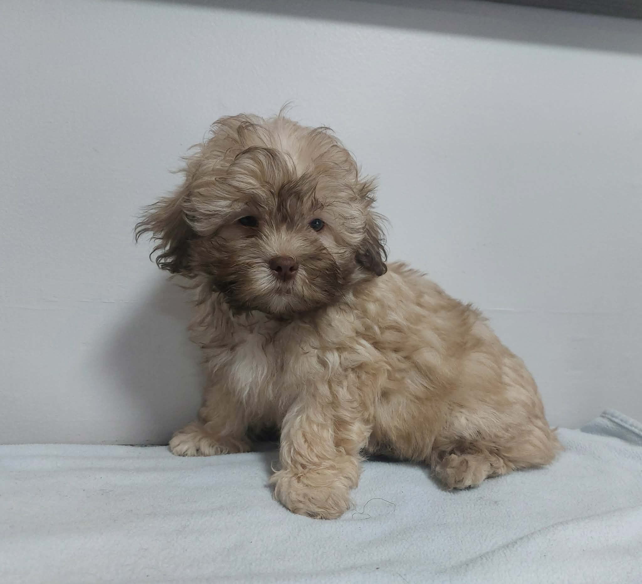 Teddy Bear, a male Shihpoo for sale in Rockaway, NJ – Photo 3 of 3