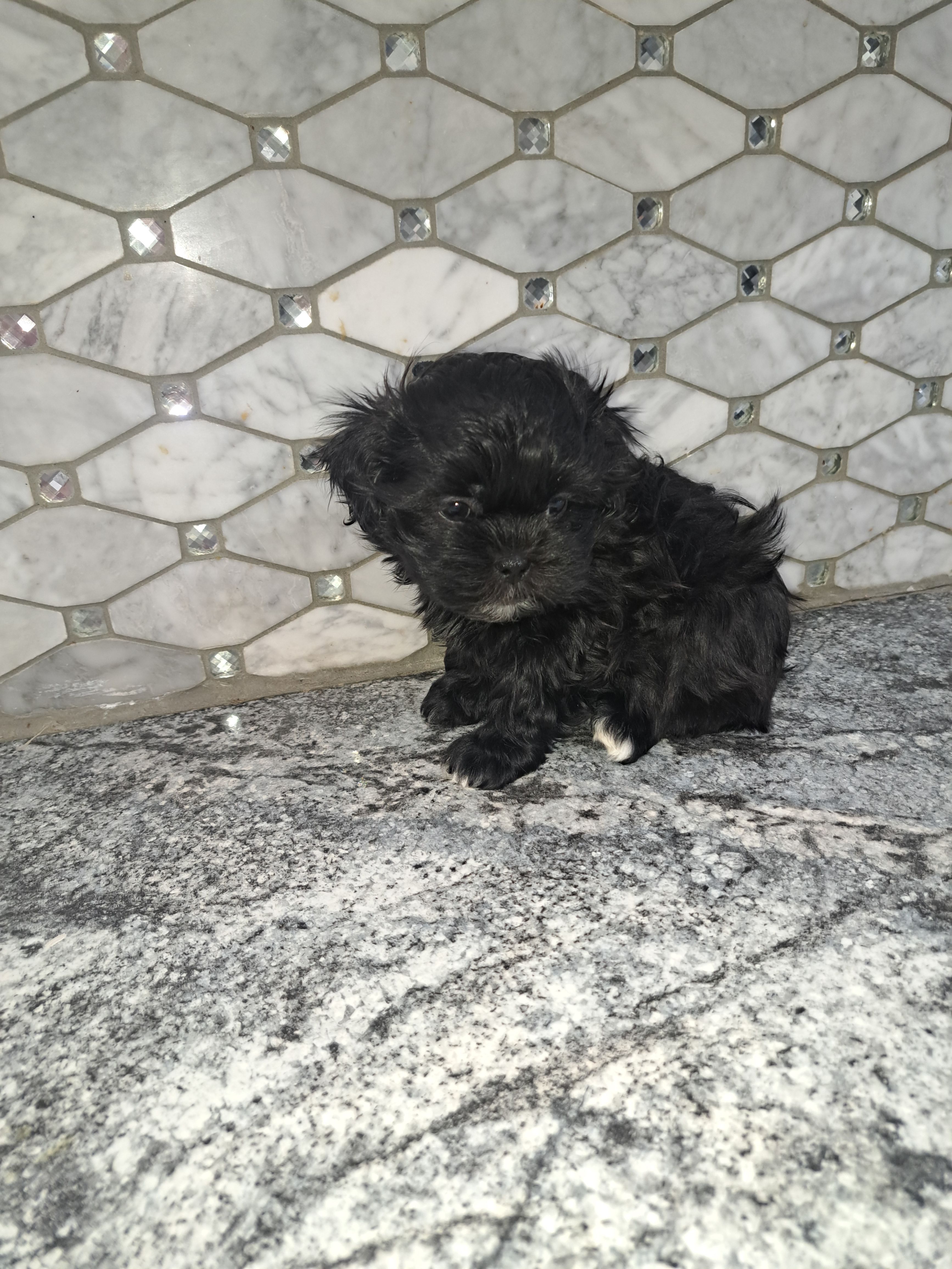 Maggie – Shih Tzu, Poodle - Miniature  puppy for sale in Rockaway, NJ