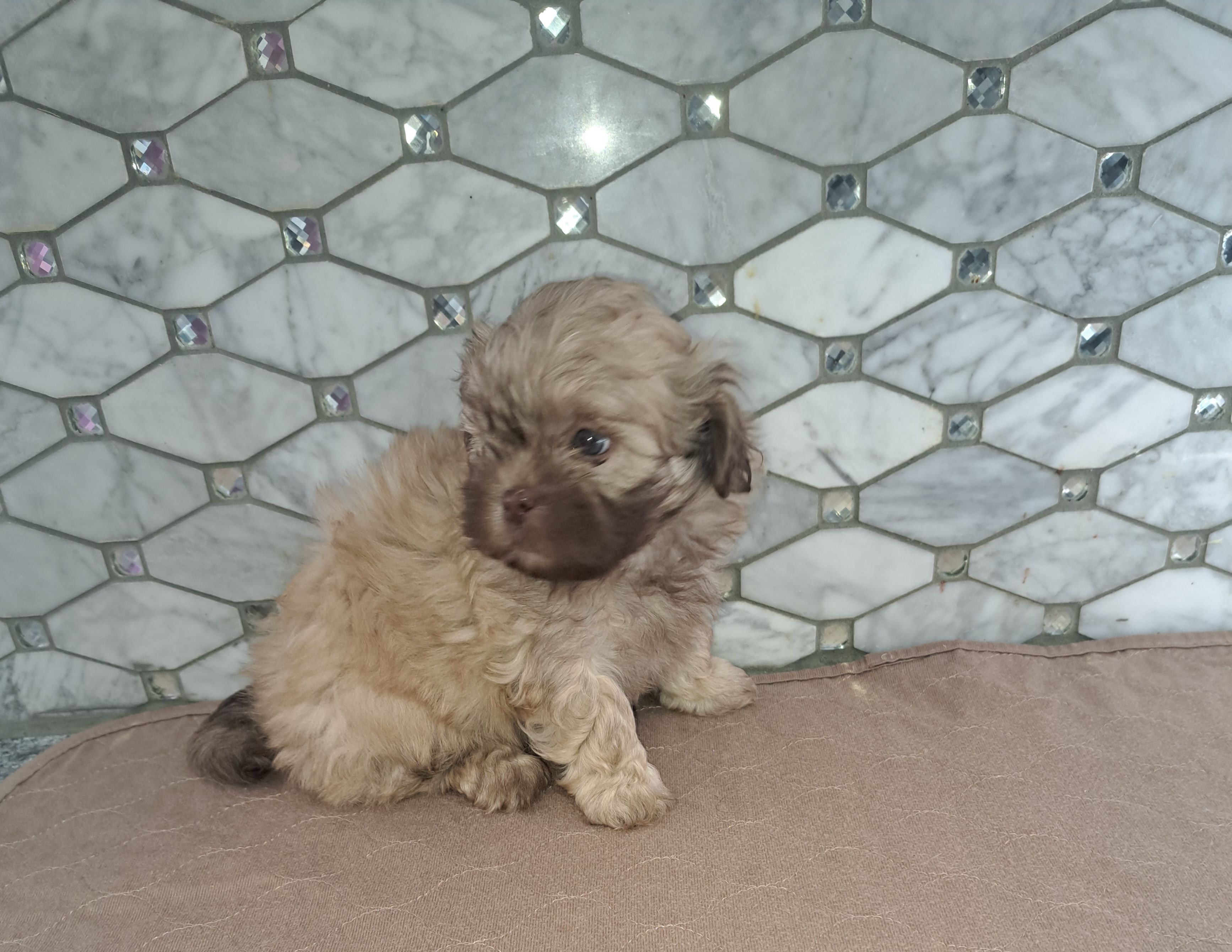 Mia – Shih Tzu puppy for sale in Rockaway, NJ