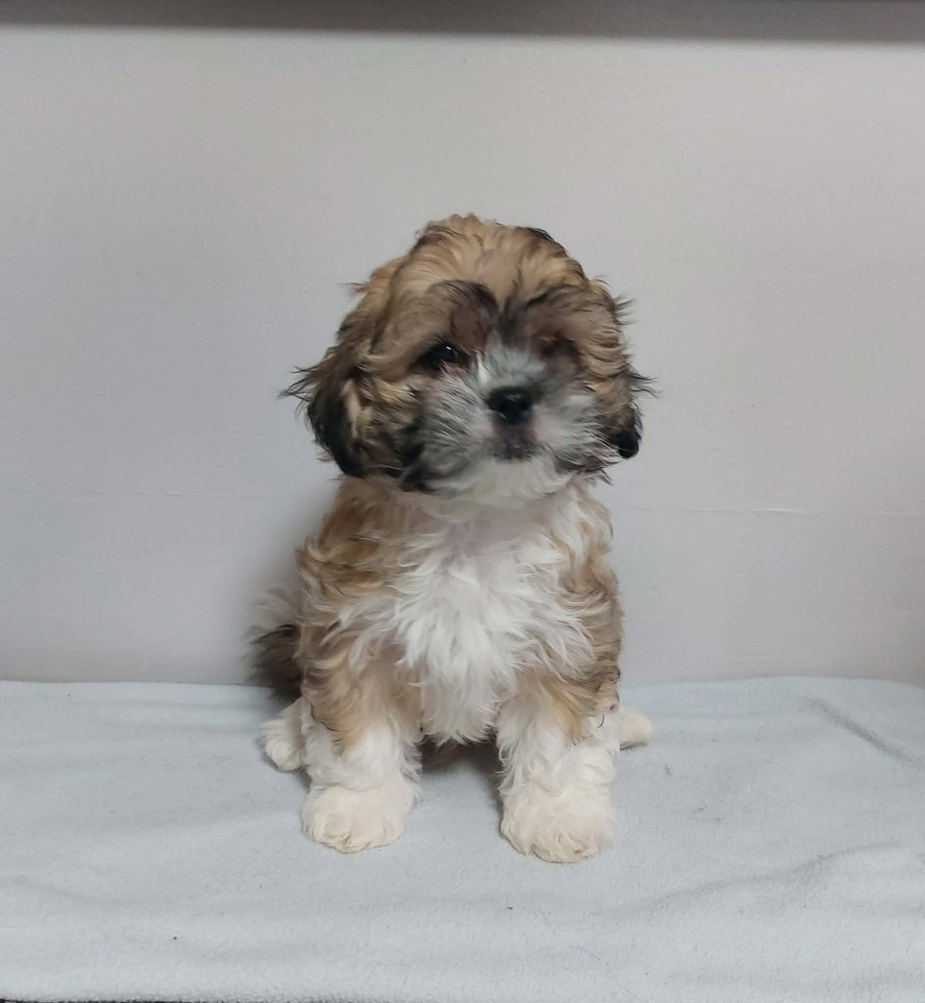 Cody – Shihpoo puppy for sale in Rockaway, NJ