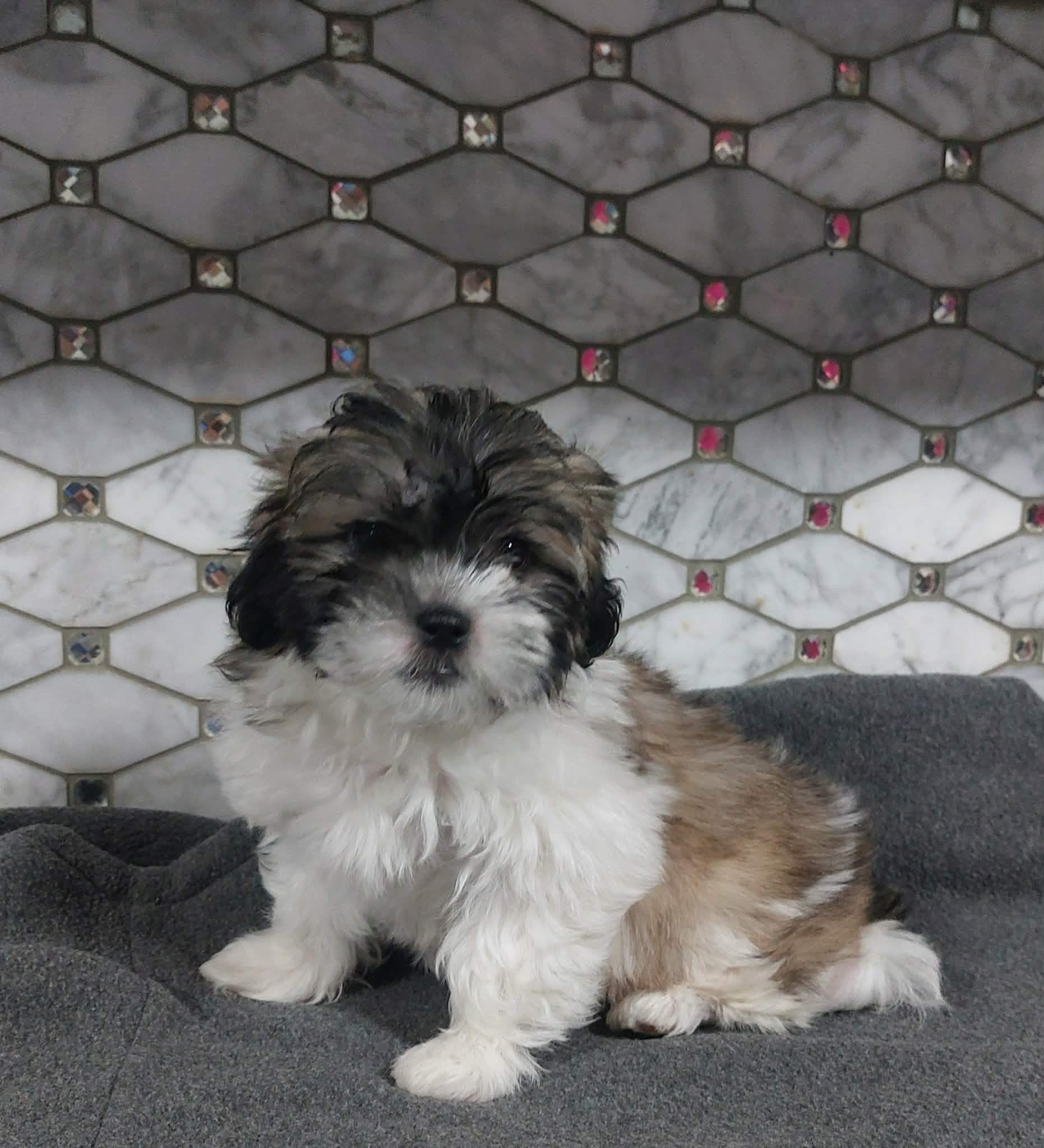 Snickers, a male Shihpoo for sale in Rockaway, NJ – Photo 3 of 4