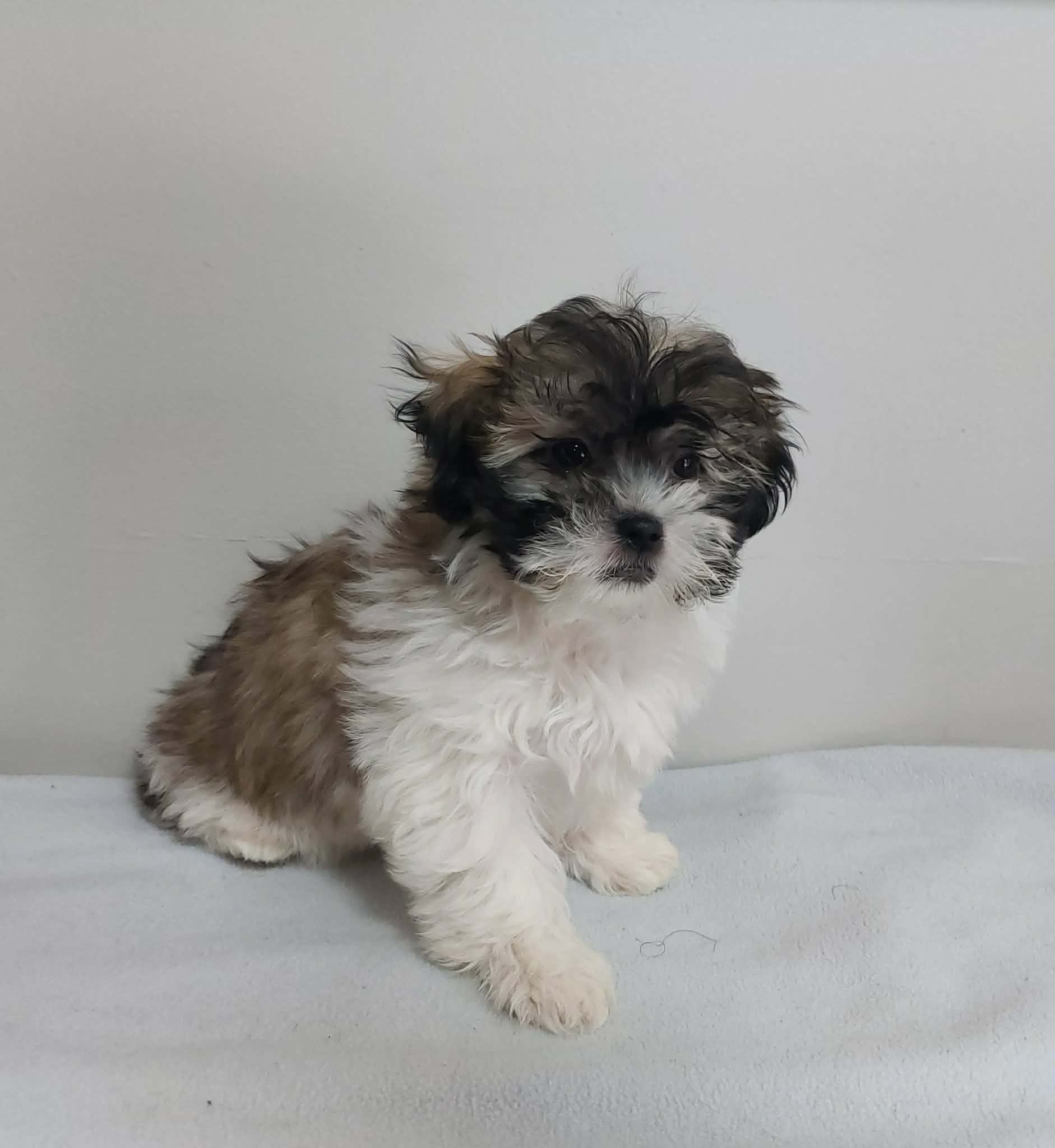 Snickers, a male Shihpoo for sale in Rockaway, NJ – Photo 4 of 4