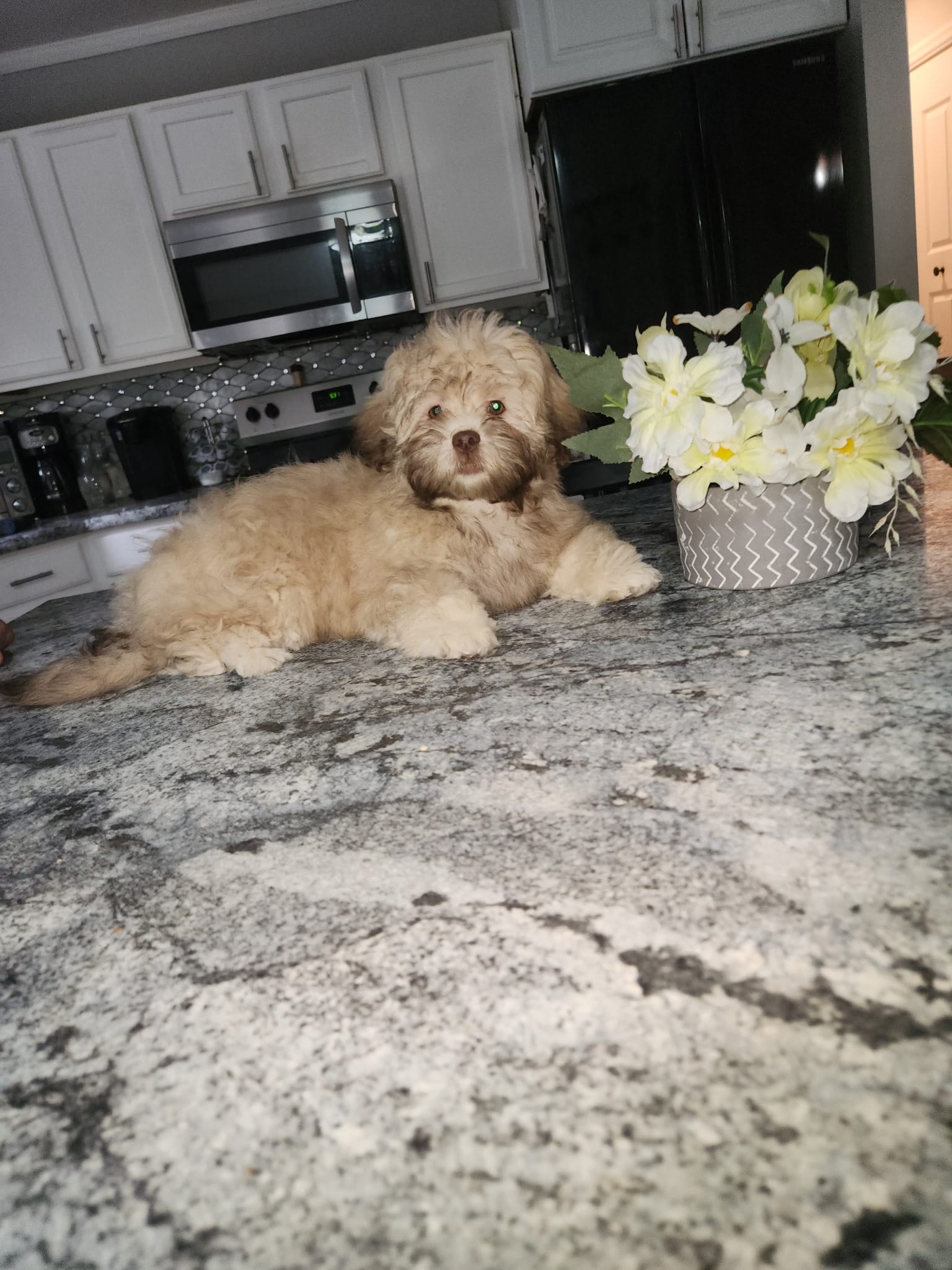 Teddy Bear – Shihpoo puppy for sale in Rockaway, NJ