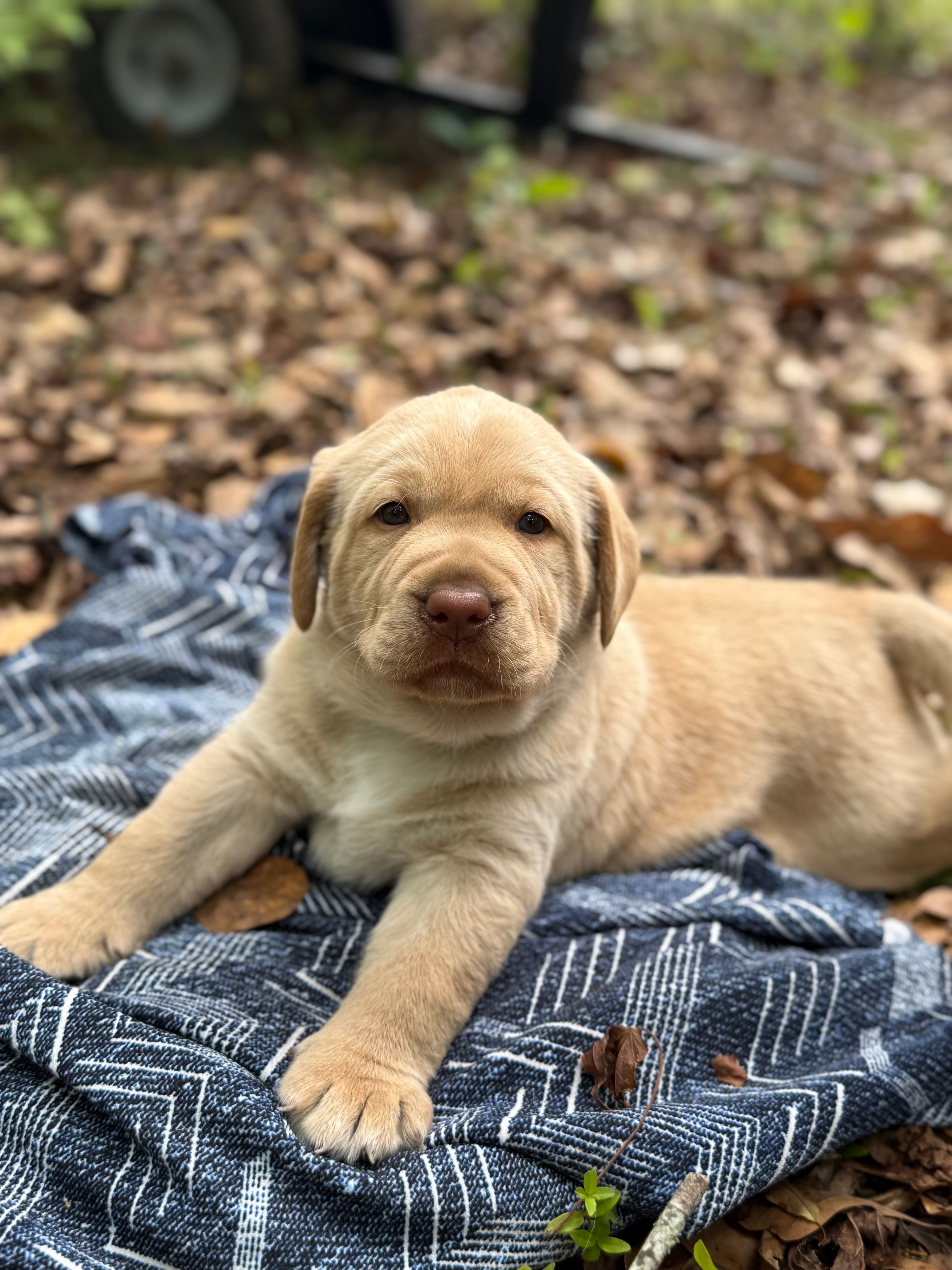 Henry – Labrador Retriever puppy for sale in Lake Butler, FL