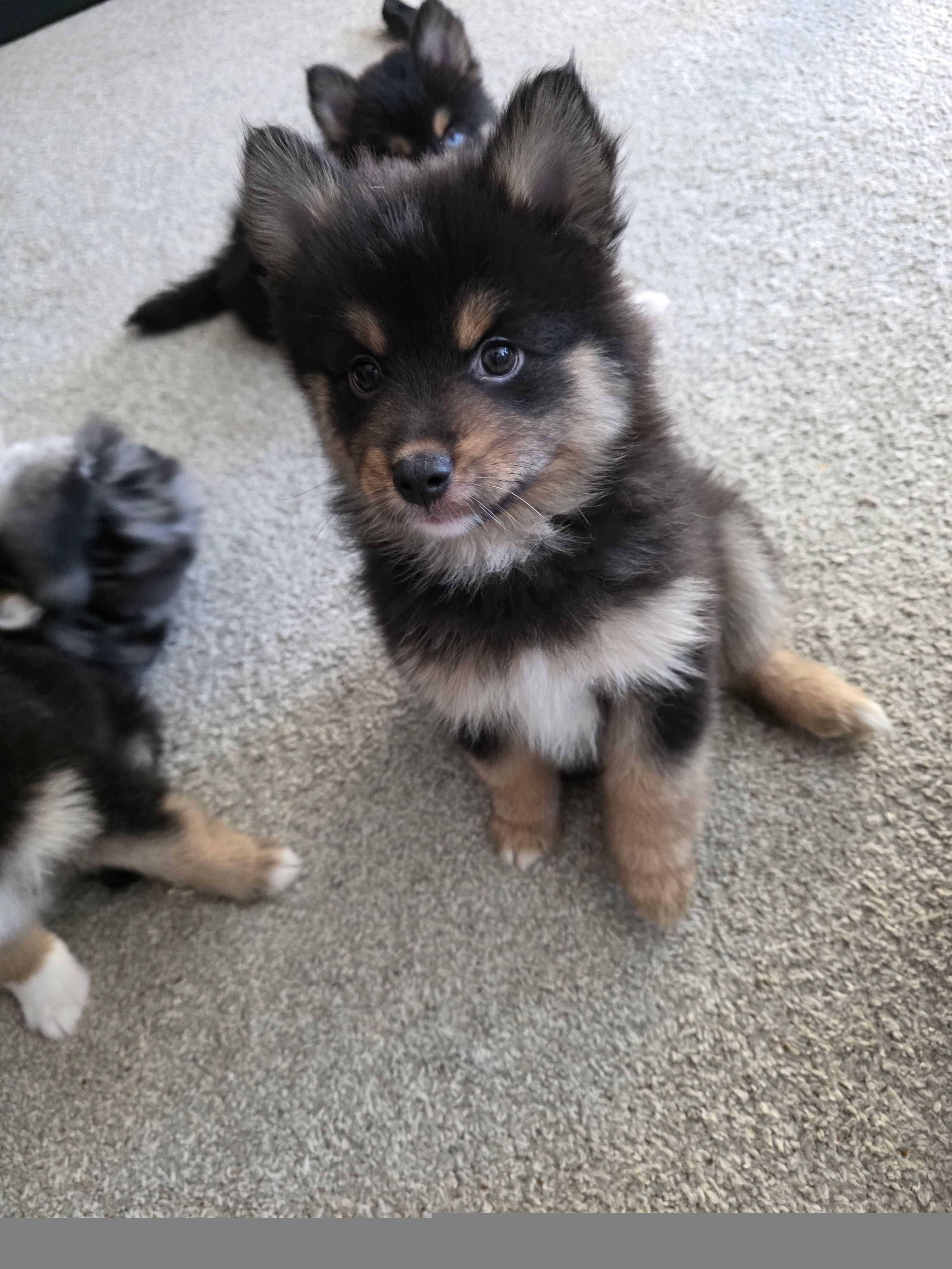 Sheith , a male Pomsky for sale in Chelsea, MA – Photo 2 of 9