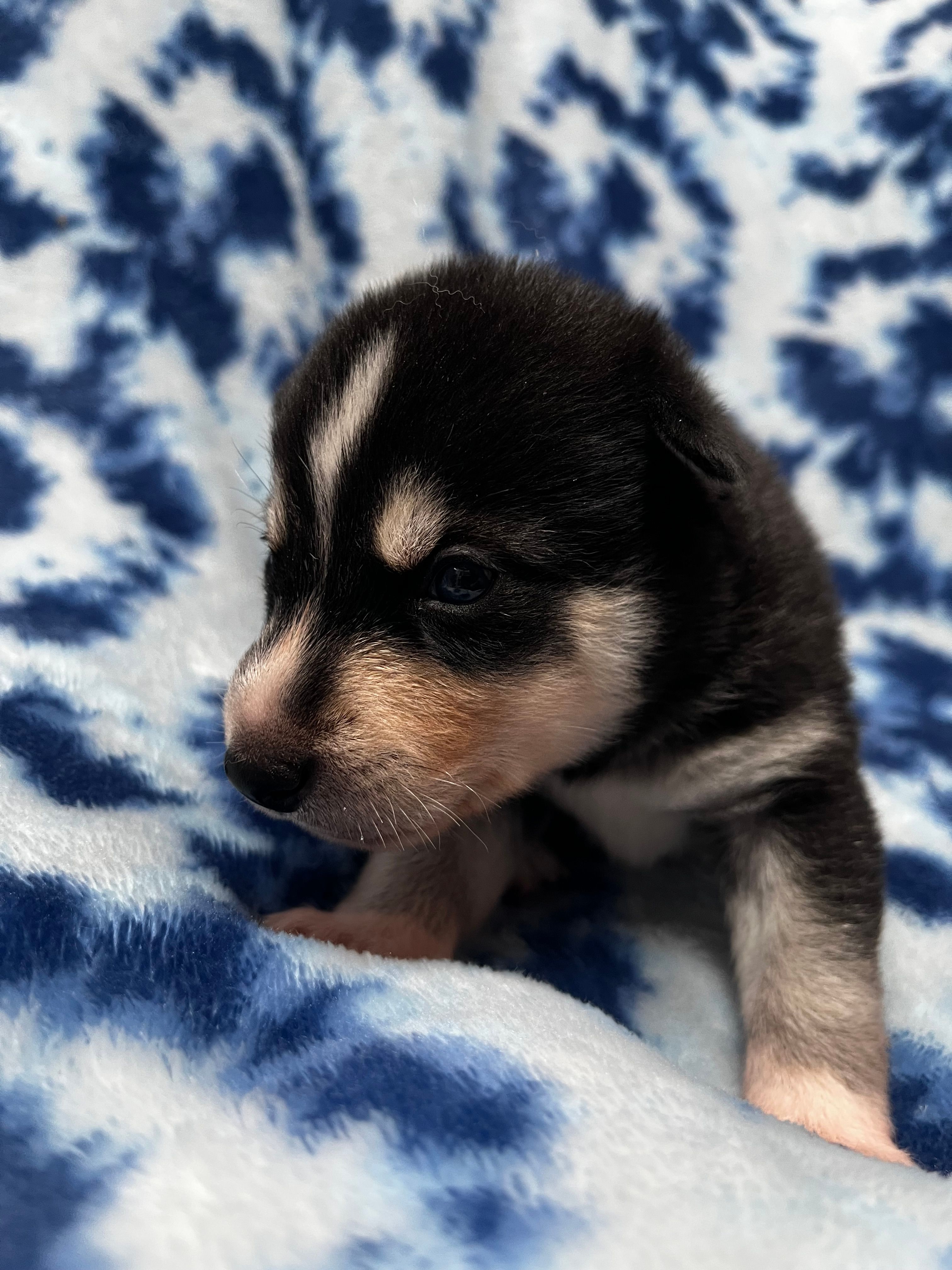 Durango – Alaskan Klee Kai puppy for sale in Elkhart, IN