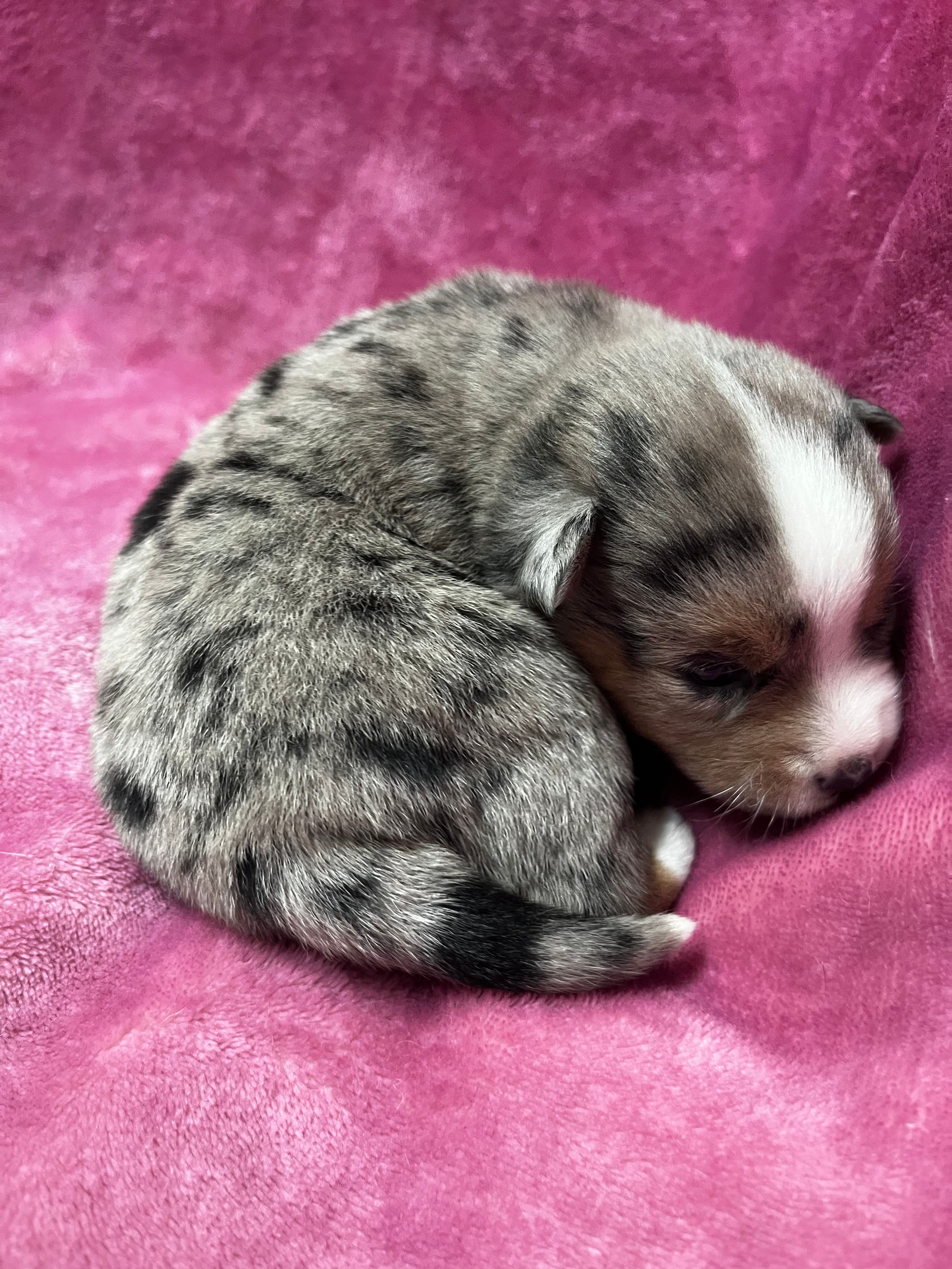 Eowyn – Alaskan Klee Kai, Toy Australian Shepherd puppy for sale in Elkhart, IN