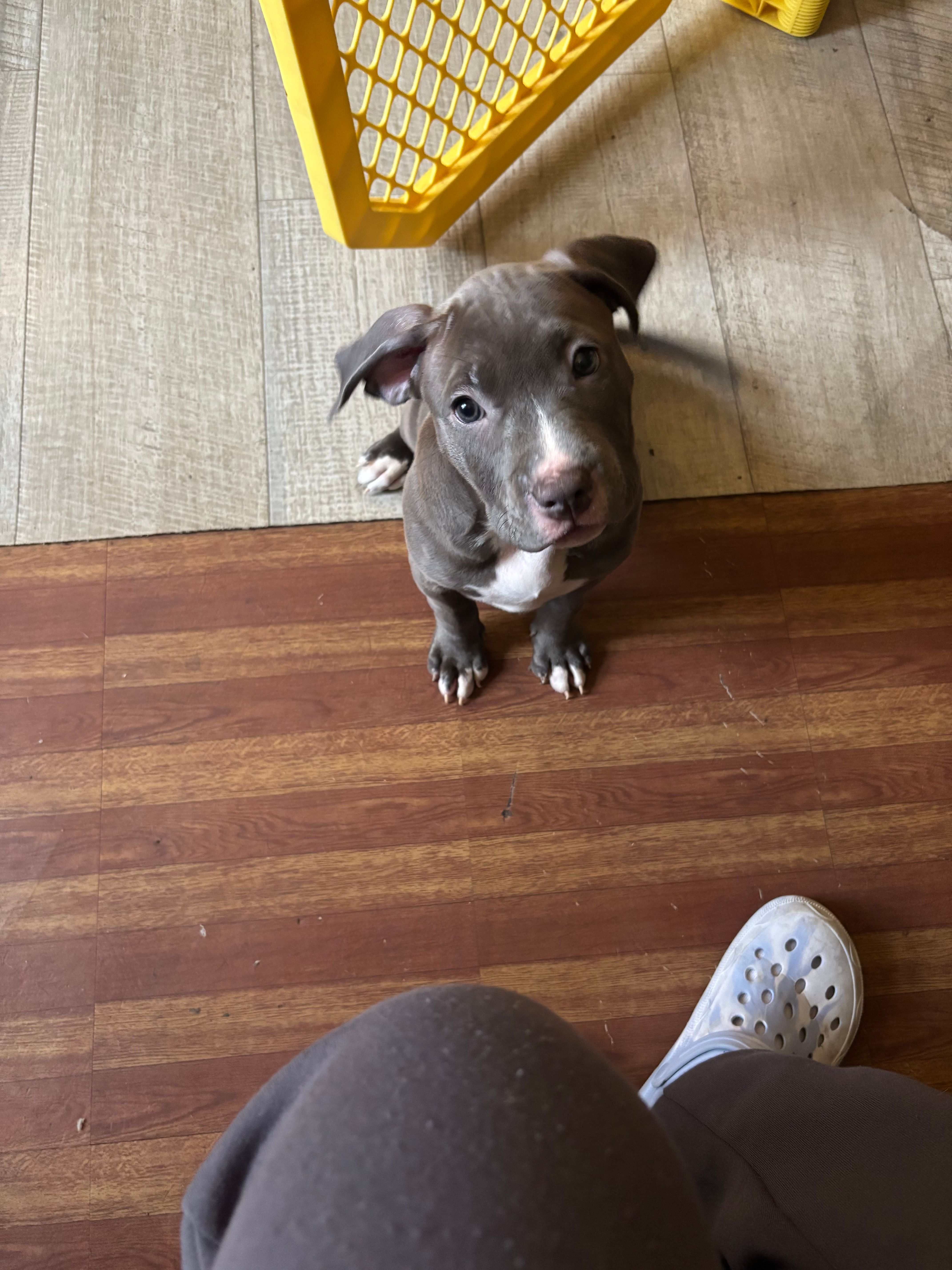 Moonlight  – American Pit Bull Terrier puppy for sale in East Hartford, CT