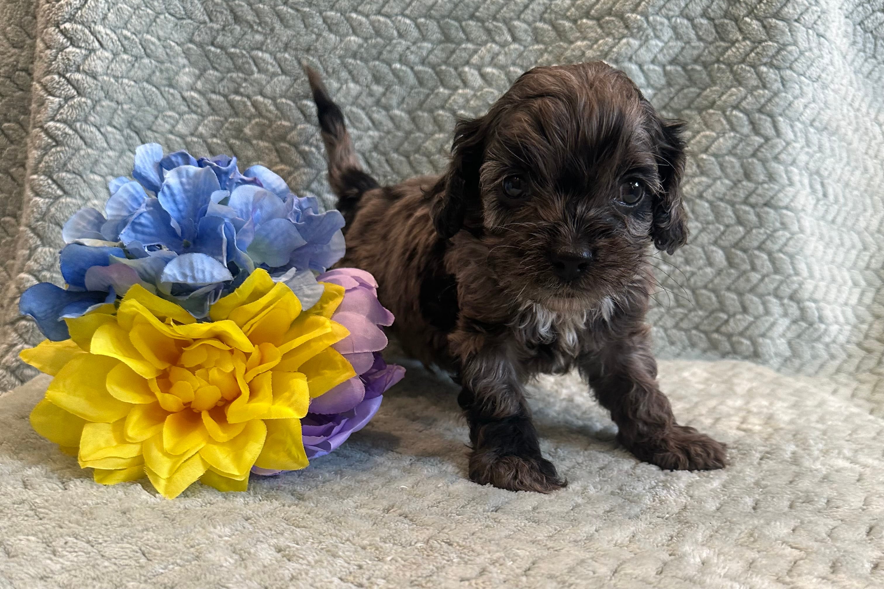 Duke  – Cockapoo puppy for sale in Wyandotte, OK