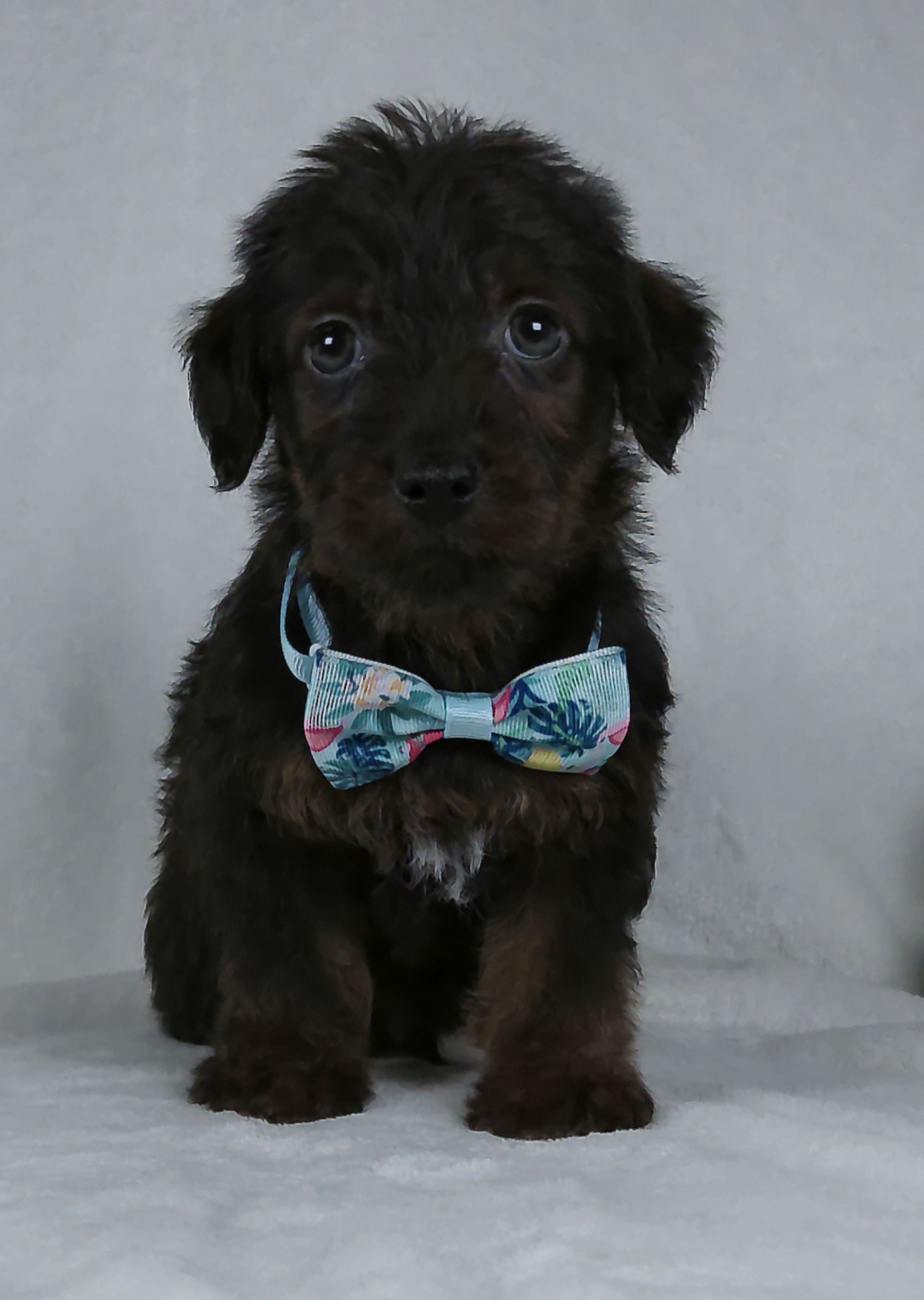 Silas – Yorkipoo puppy for sale in Millersburg, OH