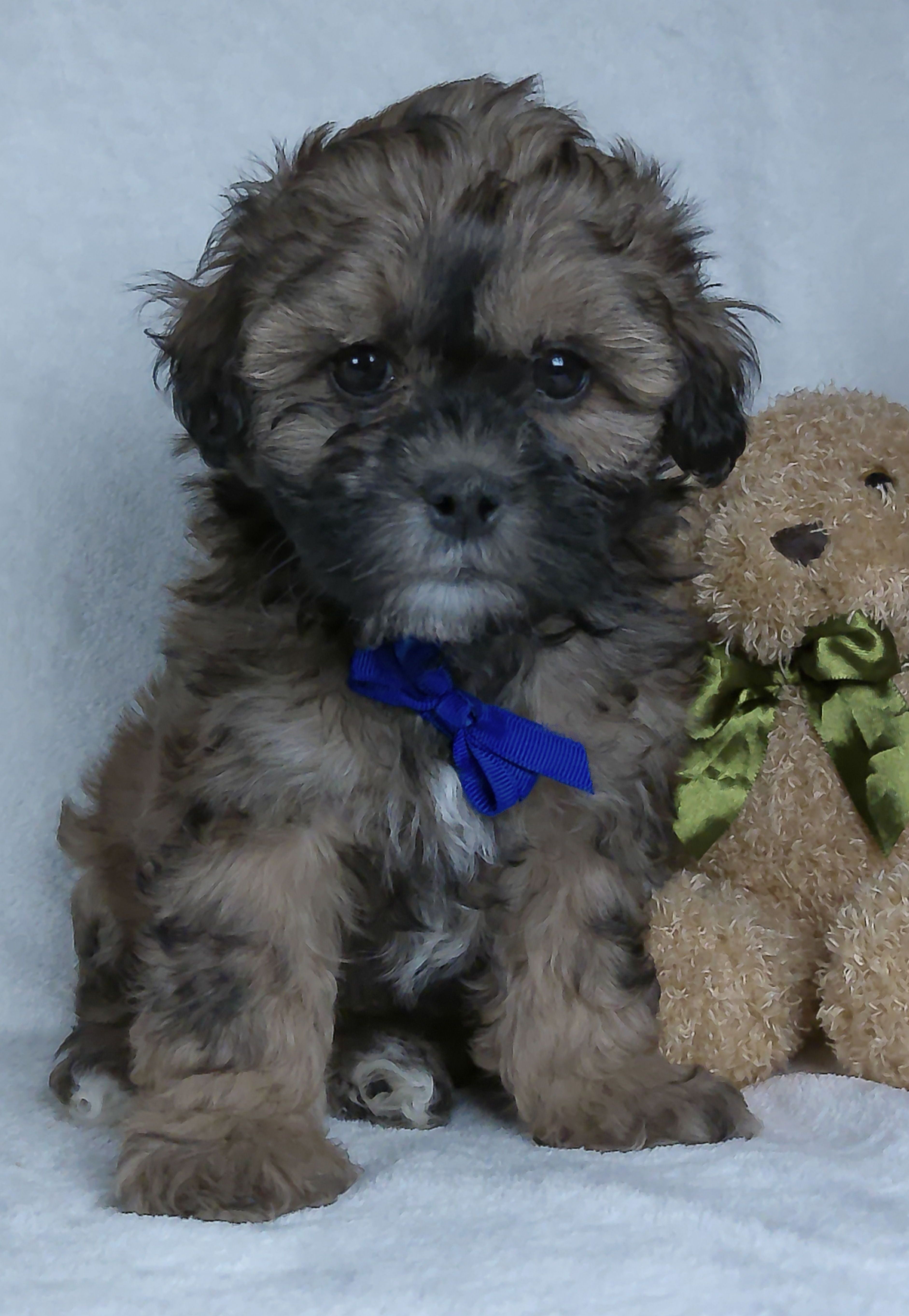 Bryson – Shihpoo puppy for sale in Millersburg, OH