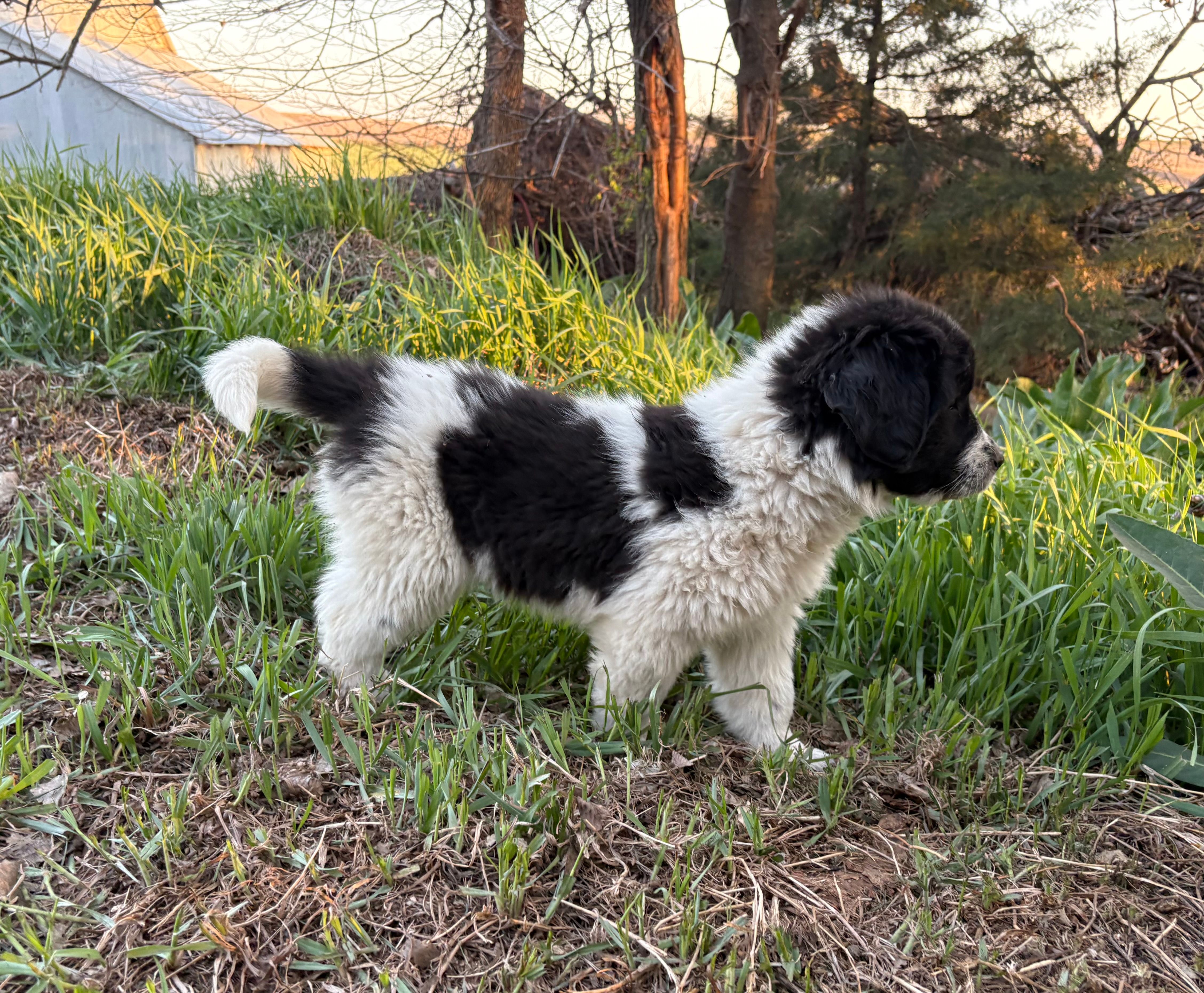 Teal - Petrie – Great Pyrenees, Newfoundland puppy for sale in Leigh, NE