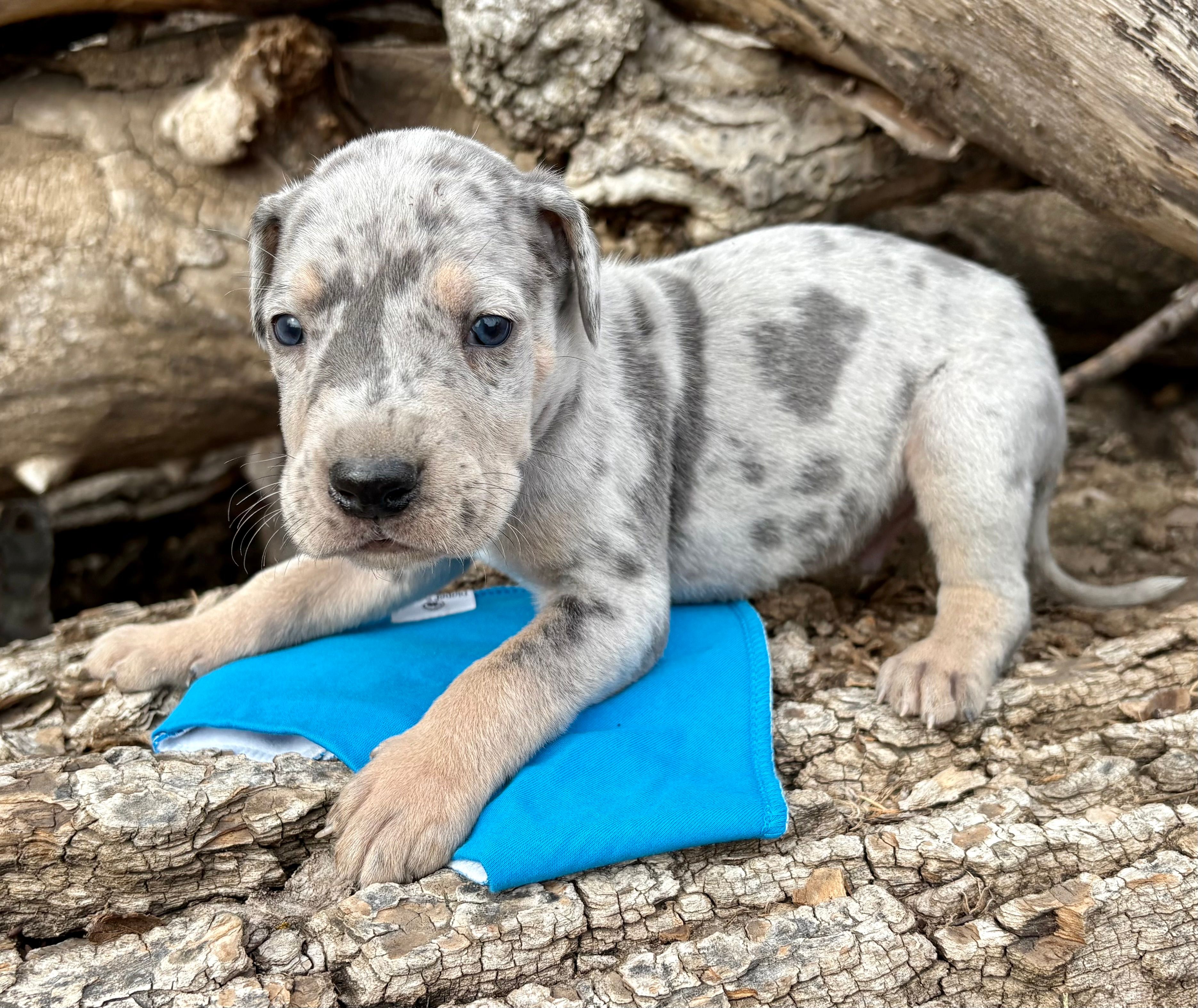 Blue boy – Great Dane puppy for sale in Leigh, NE