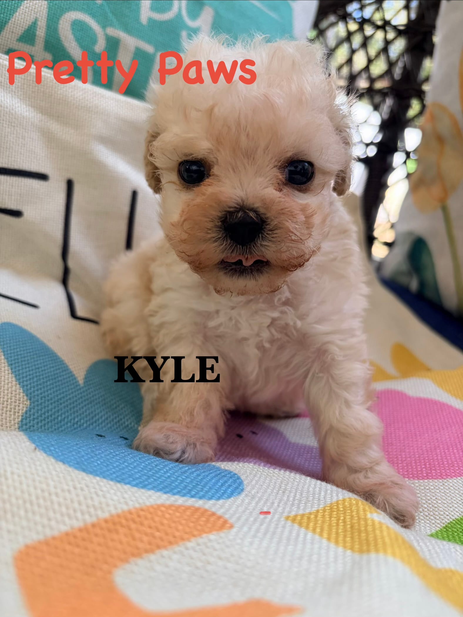 Kyle – Maltipoo puppy for sale in Ocala, FL