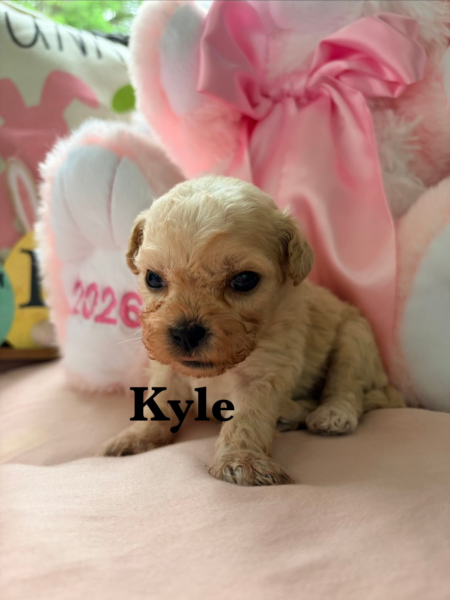 Kyle – Maltipoo puppy for sale in Ocala, FL