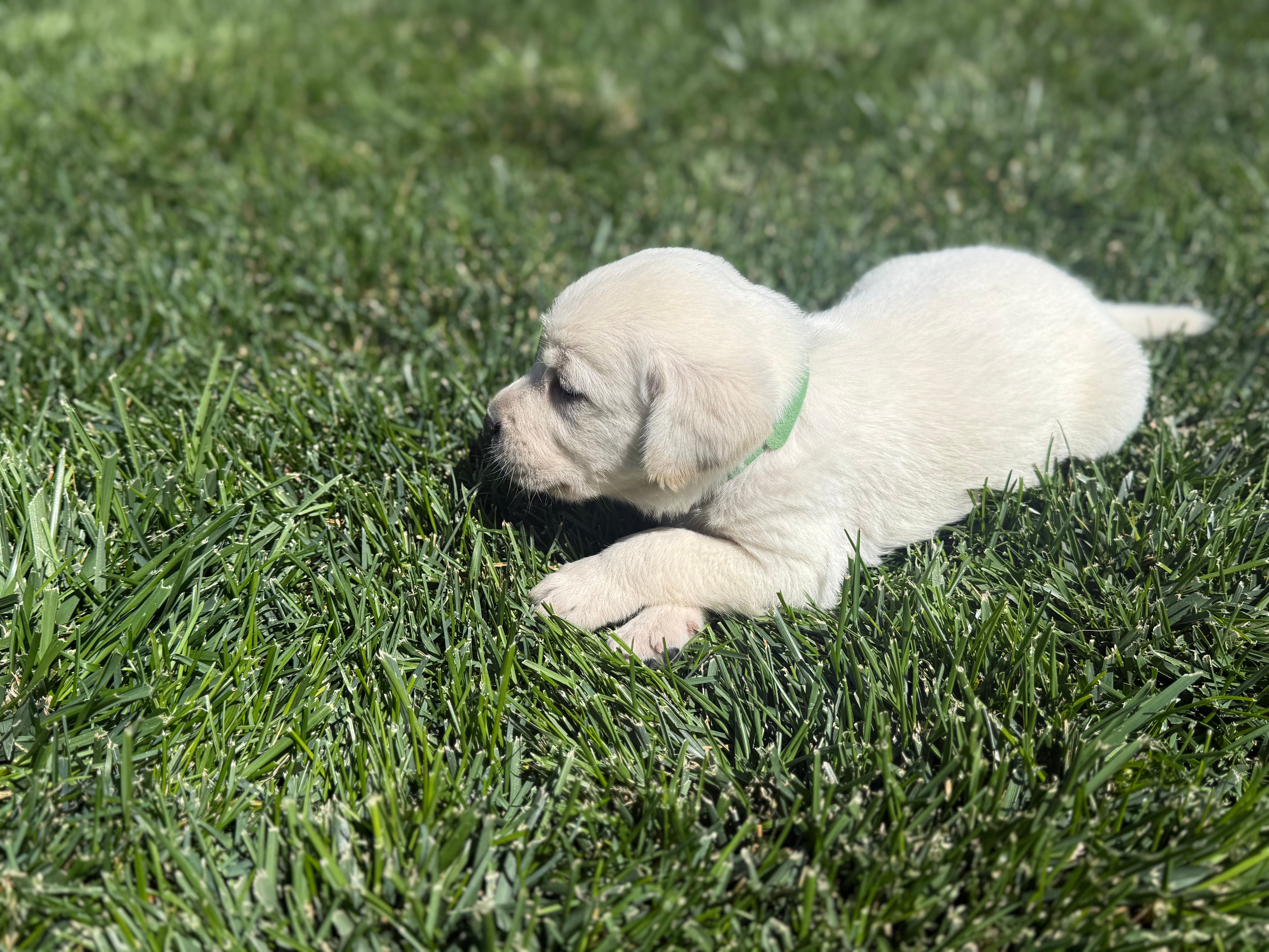 Green  – Labrador Retriever puppy for sale in Strasburg, CO