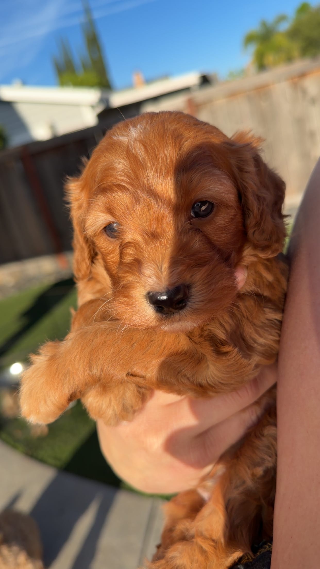 Waffles – Goldendoodle puppy for sale in Sacramento, CA