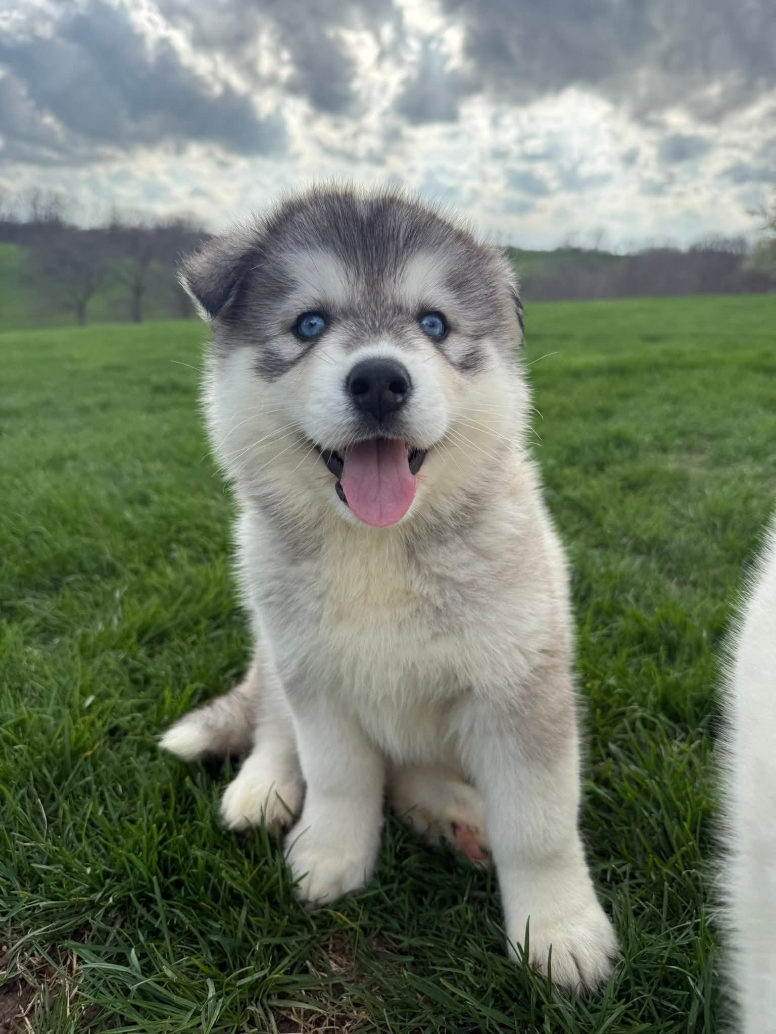 Ember – Siberian Husky puppy for sale in Kalona, IA