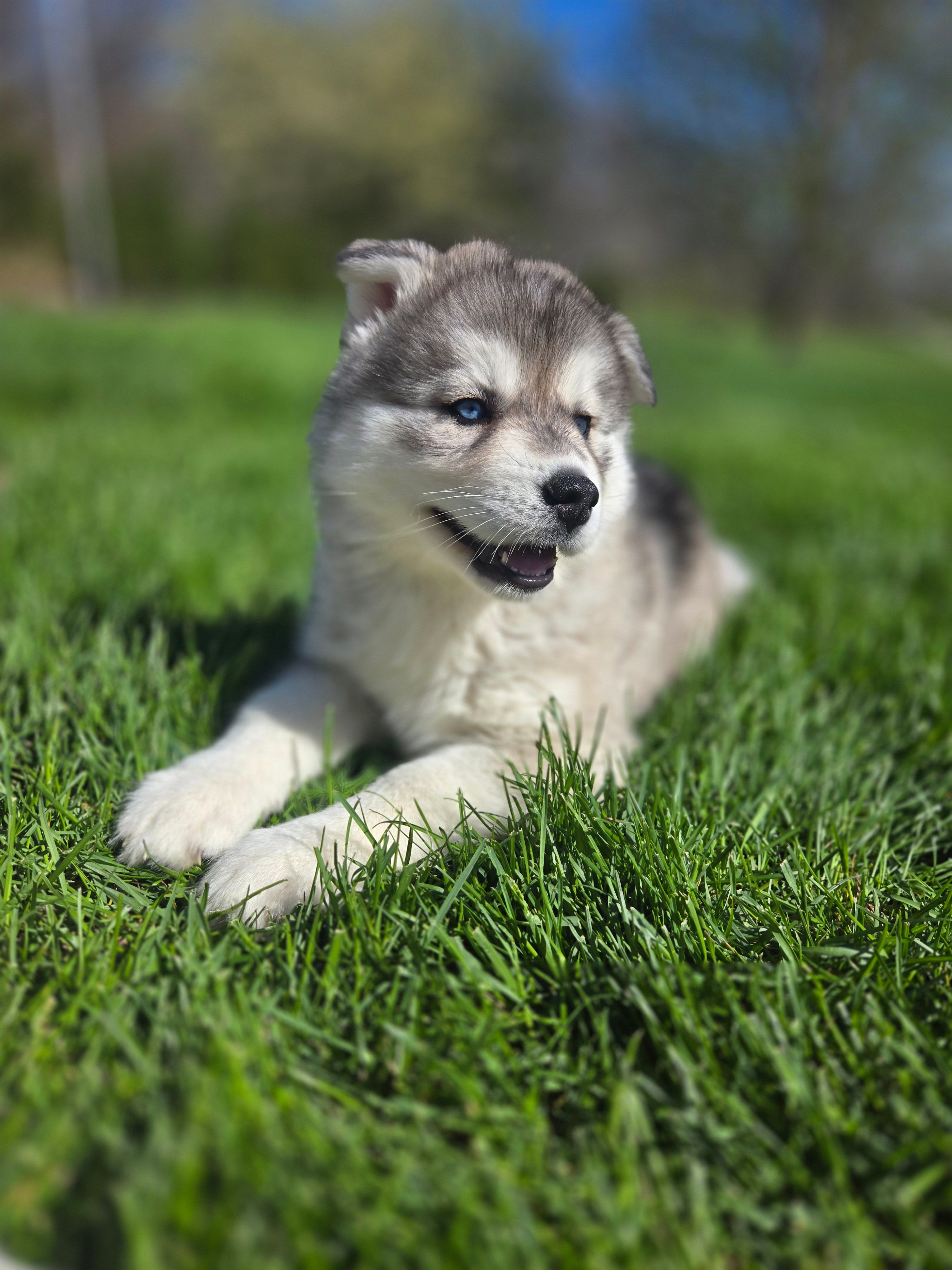 Ember – Siberian Husky puppy for sale in Kalona, IA