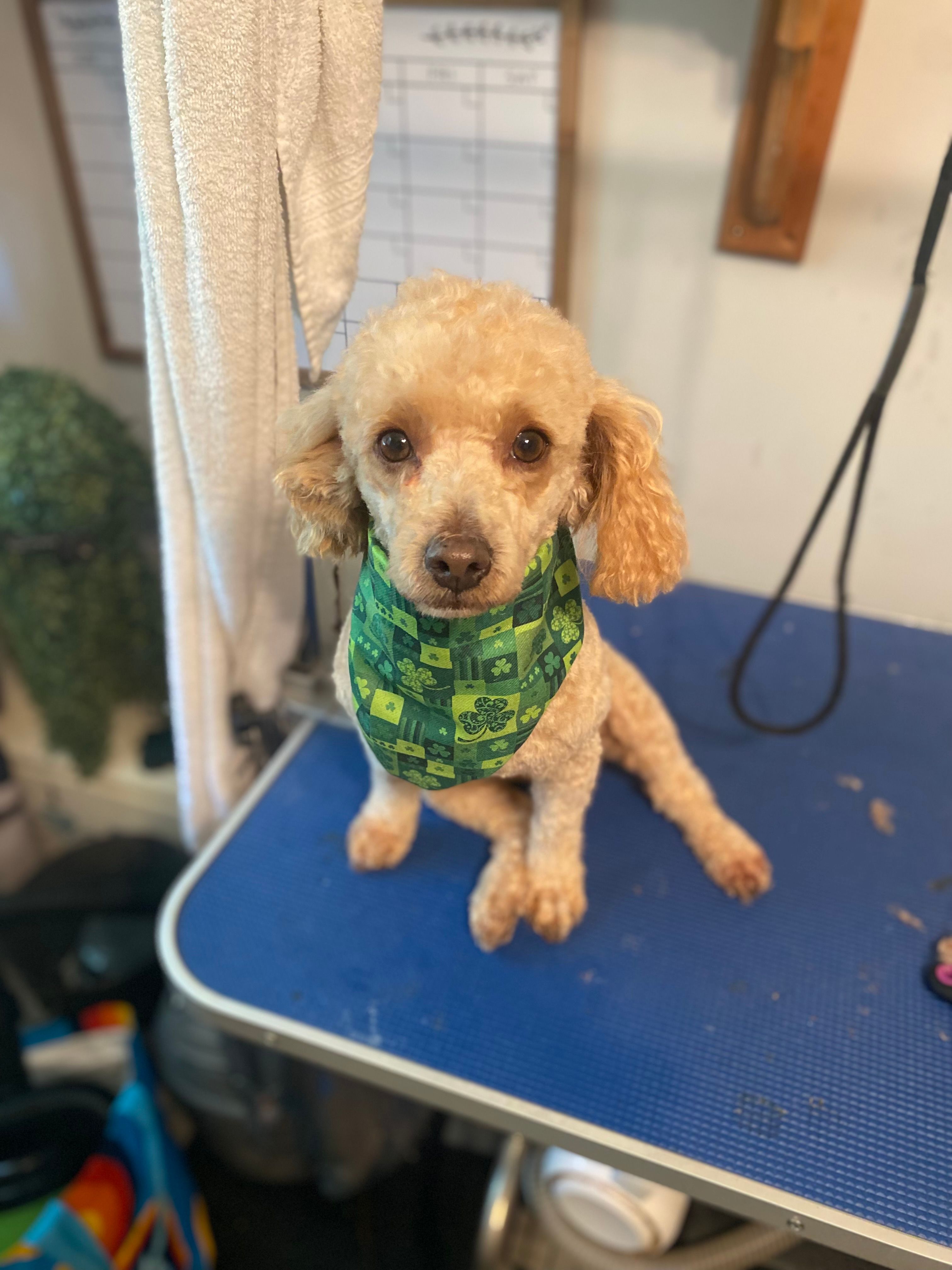 Male – Bichpoo puppy for sale in Swansea, SC