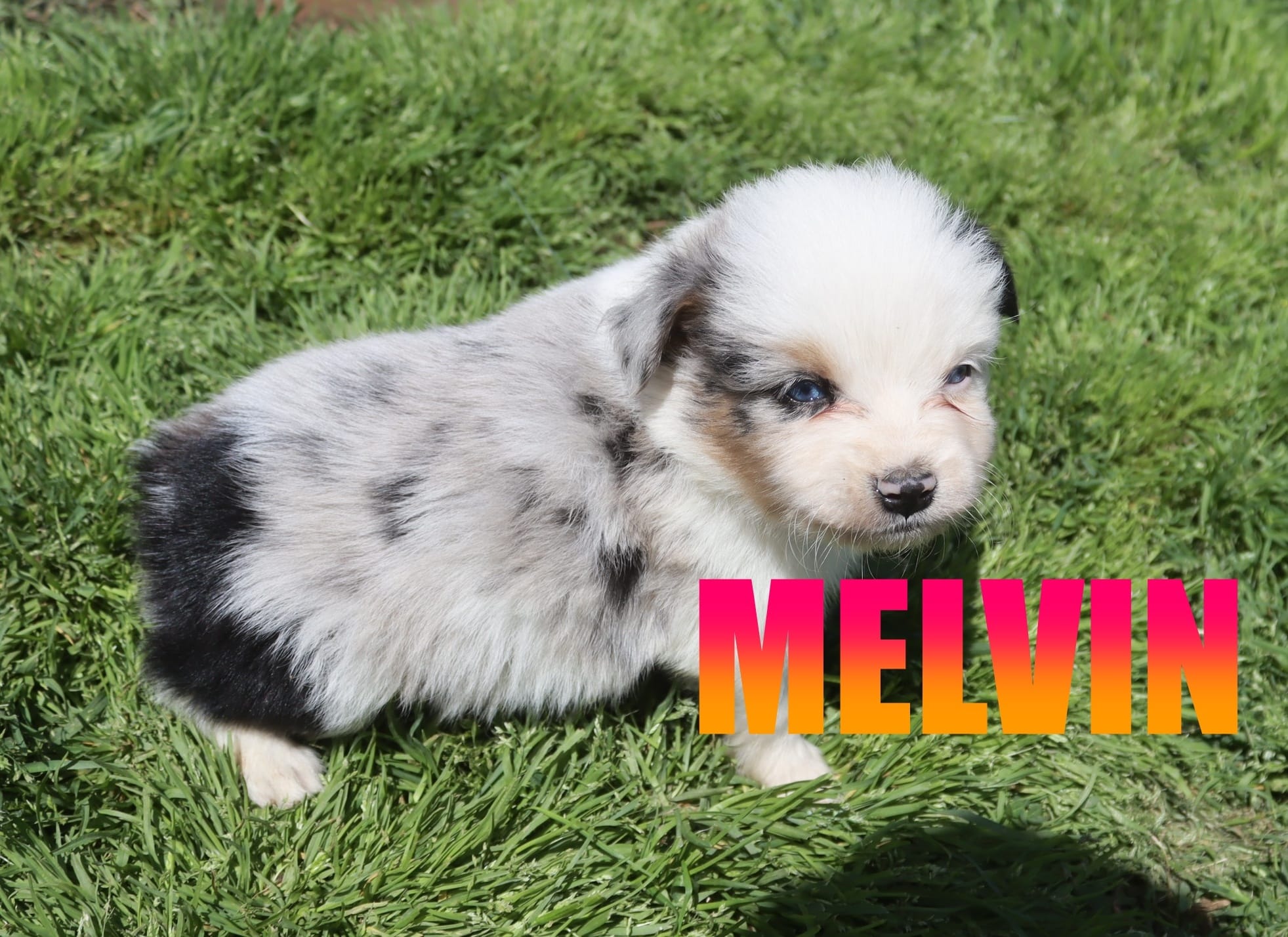 Melvin – Miniature Australian Shepherd puppy for sale in Jasper, AR