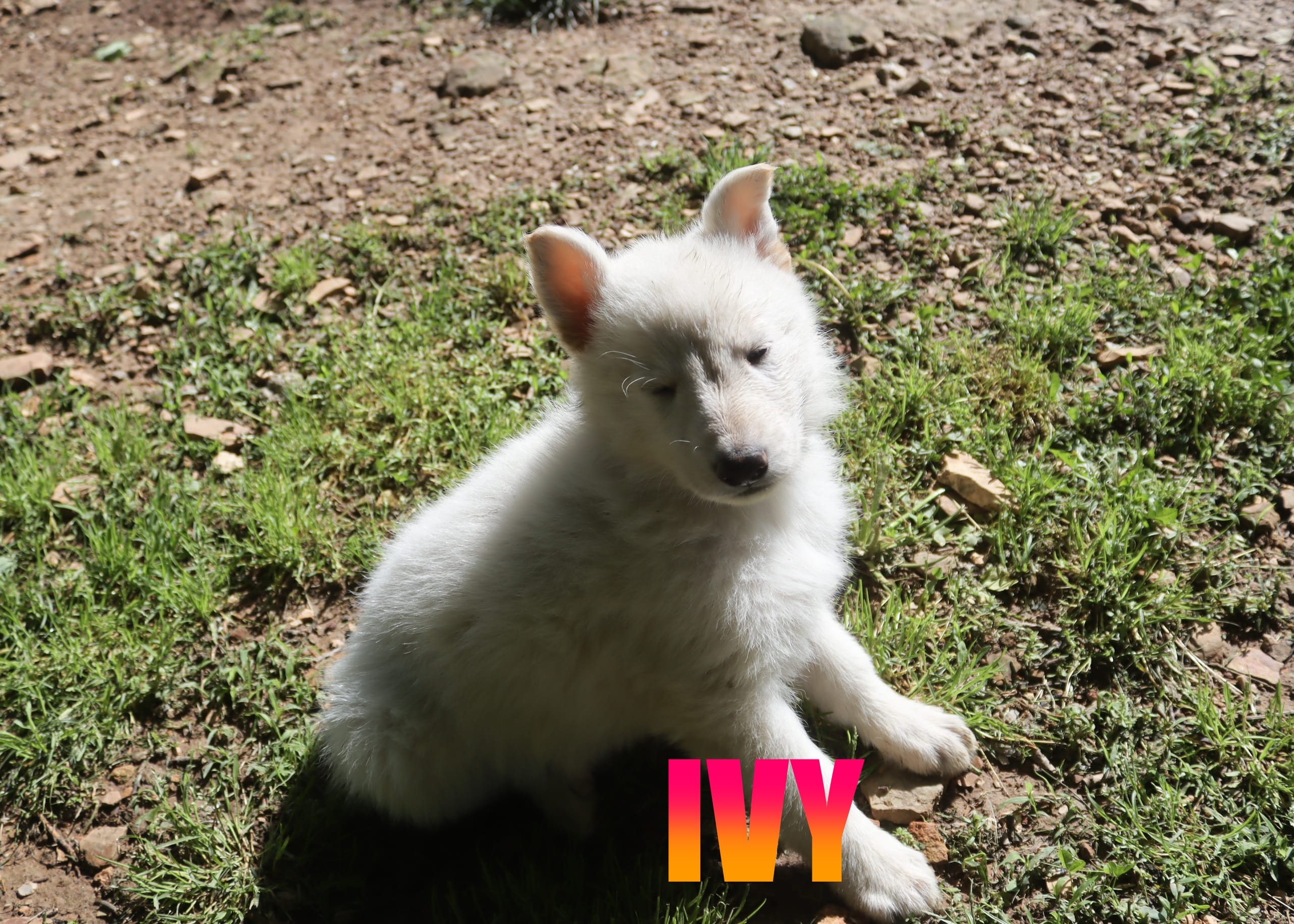 Ivy – German Shepherd Dog puppy for sale in Jasper, AR