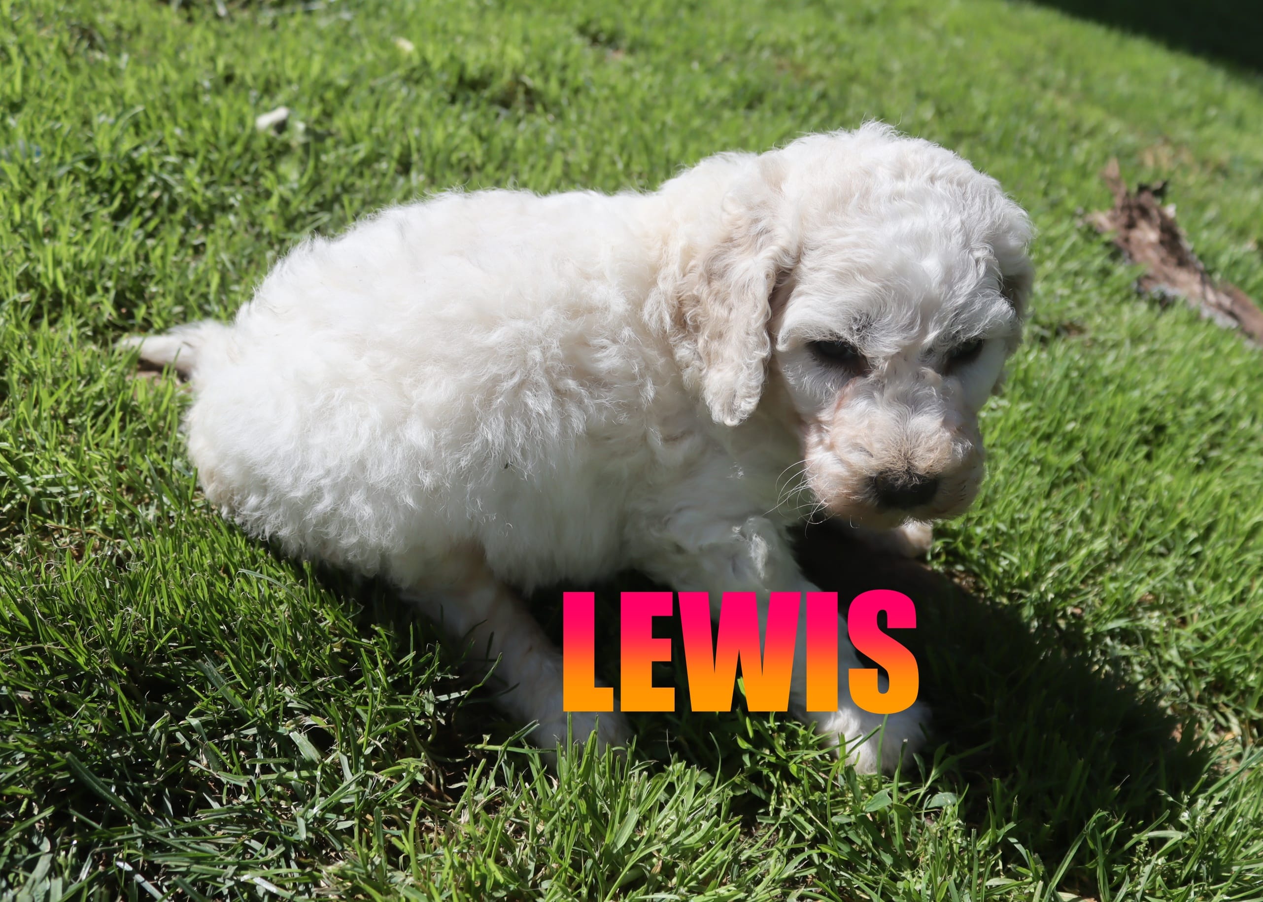 Lewis – Poodle - Standard  puppy for sale in Jasper, AR