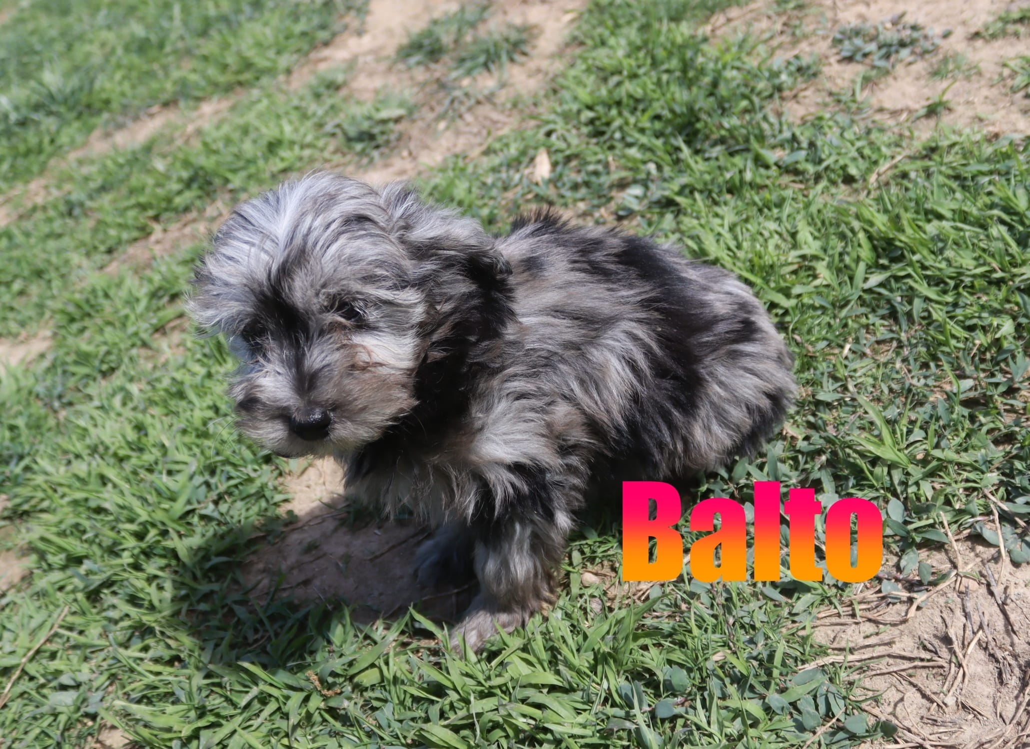 Balto – Miniature Aussiedoodle puppy for sale in Jasper, AR